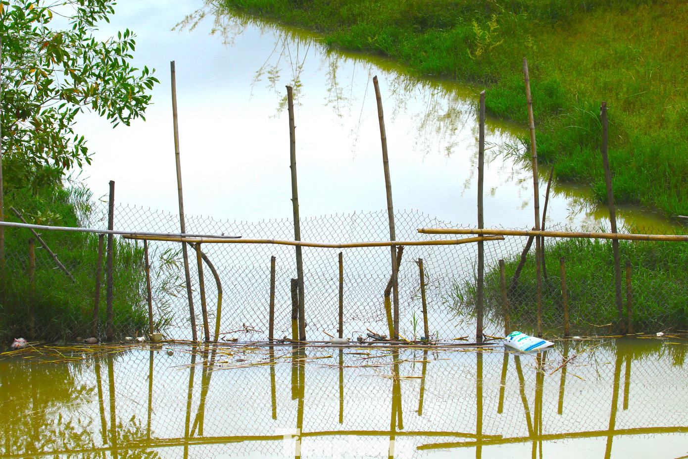 Toàn tuyến kênh gần như khô cạn, hai bên cỏ dại mọc um tùm. Một số điểm có nước đọng, người dân chặn dòng thành nhiều điểm để nuôi cá ngay trong lòng kênh.