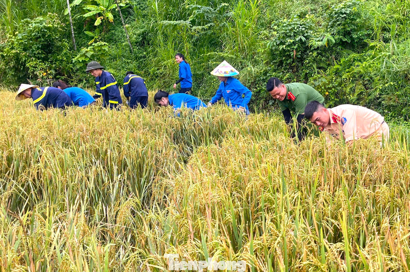 Trước diễn biến của cơn bão số 3 YAGI sắp đổ bộ vào đất liền, lo sợ diện tích lúa sẽ bị hư hỏng nên các đoàn viên thanh niên xã Chi Khê đã phối hợp với Chi đoàn Công an huyện Con Cuông, Chi đoàn Đội CC&CNCH số 6, Đoàn cơ sở Phòng PC07 đến gặt lúa giúp gia đình ông Tuấn. Trước diễn biến của cơn bão số 3 YAGI sắp đổ bộ vào đất liền, lo sợ diện tích lúa sẽ bị hư hỏng nên các đoàn viên thanh niên xã Chi Khê đã phối hợp với Chi đoàn Công an huyện Con Cuông, Chi đoàn Đội CC&CNCH số 6, Đoàn cơ sở Phòng PC07 đến gặt lúa giúp gia đình ông Tuấn.