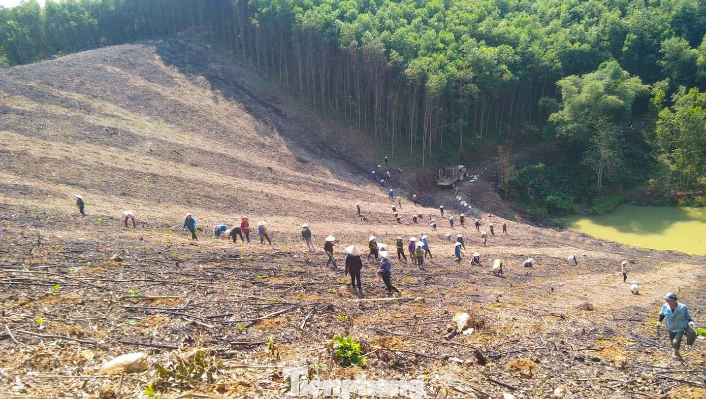 Cánh rừng của gia đình anh Hoan rộng hơn 2ha, nằm cách trung tâm xã khoảng 10km nên việc vận chuyển cây và công tác trồng rừng gặp khó khăn. Các đoàn viên thanh niên, hội phụ nữ phải đi xe máy, rồi đi bộ hơn 1km đường rừng mới đến khu vực rừng trồng.