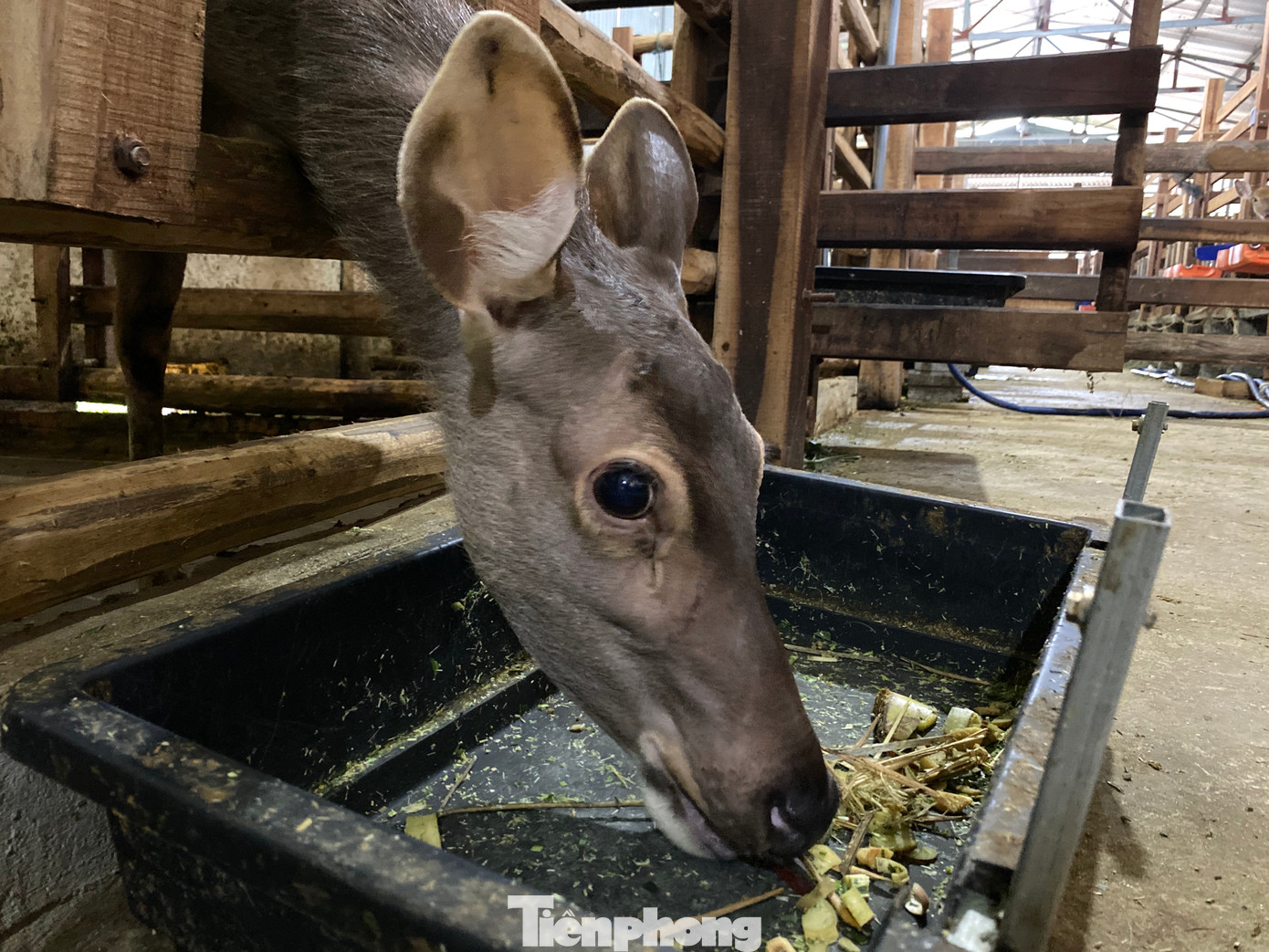 Thức ăn của hươu nai chủ yếu là các loại cây cỏ nên anh Thắng thuê thêm người về trồng cây và hàng ngày thu hoạch để chế biến làm thức ăn.