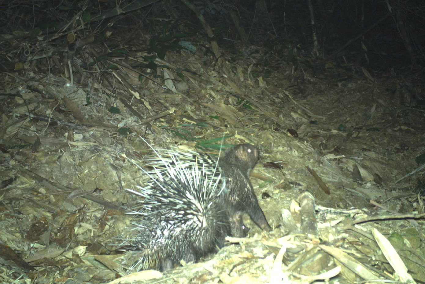 Cầy giông sọc và nhím đuôi ngắn được phát hiện trong Khu Bảo tồn.