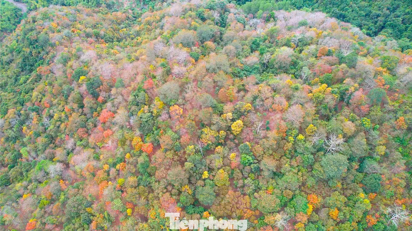 Từ trên cao, những cây săng lẻ bắt đầu chuyển màu chen lẫn những cây xanh tạo nên một vẻ đẹp muôn sắc màu.