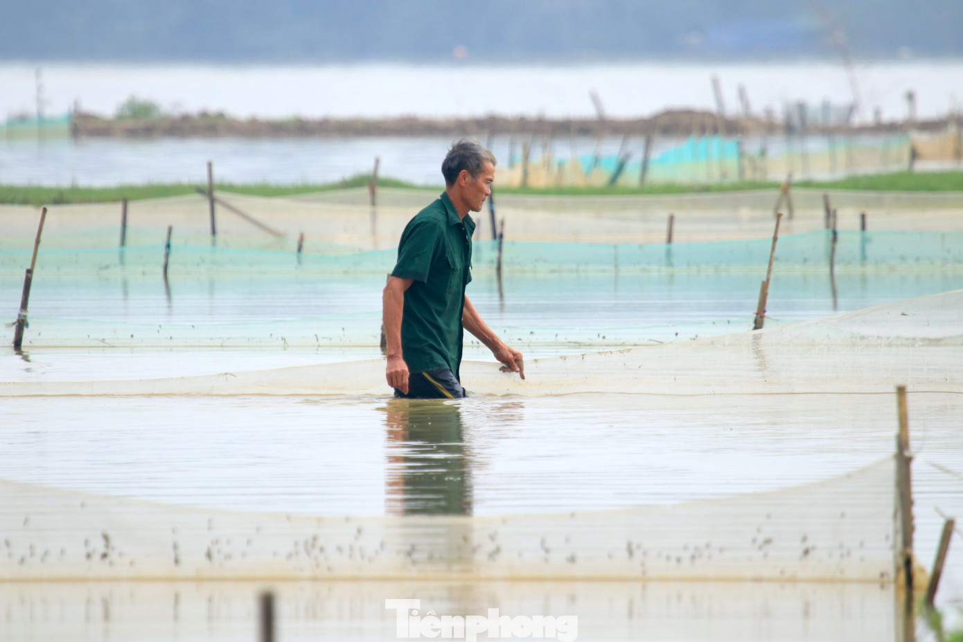 "Rươi tự nhiên nhưng rất khắt khe nên trên ruộng không bao giờ được sử dụng thuốc bảo vệ thực vật khi trồng lúa. Theo kinh nghiệm, chúng tôi xay ngô thành bột, rải đều trên mặt ruộng rồi cày bừa. Làm như vậy để bổ sung thức ăn cho rươi. Nhờ đó, con rươi sẽ béo, tốt và có chất lượng hơn", ông Võ Văn Quế nói và cho biết, gia đình ông có 12 sào ruộng rươi. Mùa rươi năm 2023, sau khi bán và trừ các chi phí, gia đình ông thu về được hơn 50 triệu đồng.