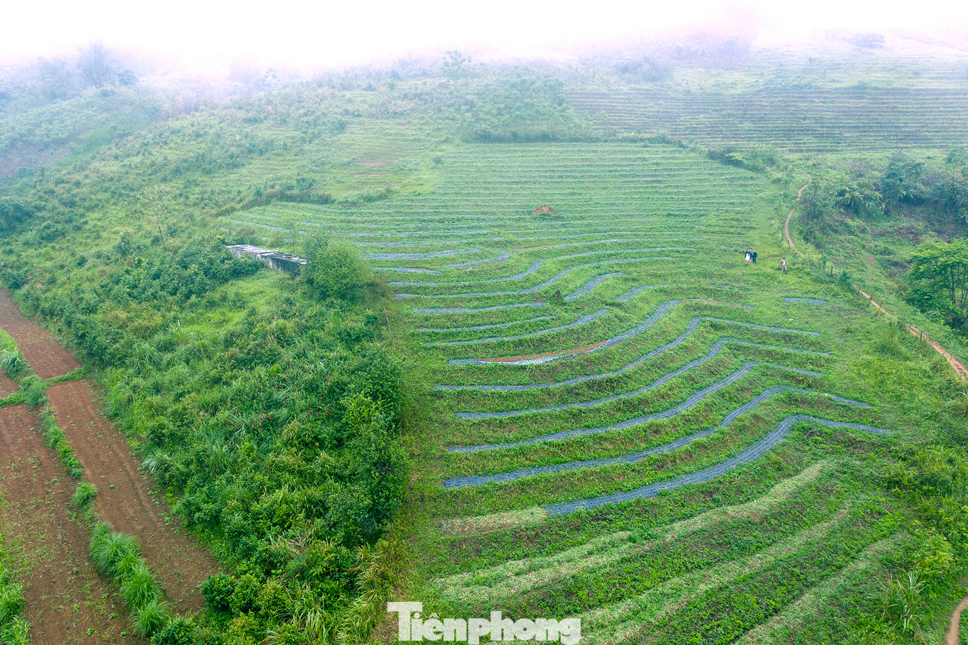 Gừng Kỳ Sơn là giống gừng bản địa, gồm 2 loại chính gồm: gừng sừng trâu và gừng dé. Gừng được bà con dân tộc thiểu số trồng ở các sườn núi cao, nơi quanh năm sương mù bao phủ. Các xã ở huyện Kỳ Sơn có diện tích trồng gừng nhiều như: Na Ngoi, Bảo Thắng, Đoọc Mạy, Mường Lống, Huồi Tụ, Tây Sơn, Nậm Cắn, Nậm Càn… Trong đó, xã Na Ngoi là xã có diện tích trồng nhiều nhất với hơn 150ha.