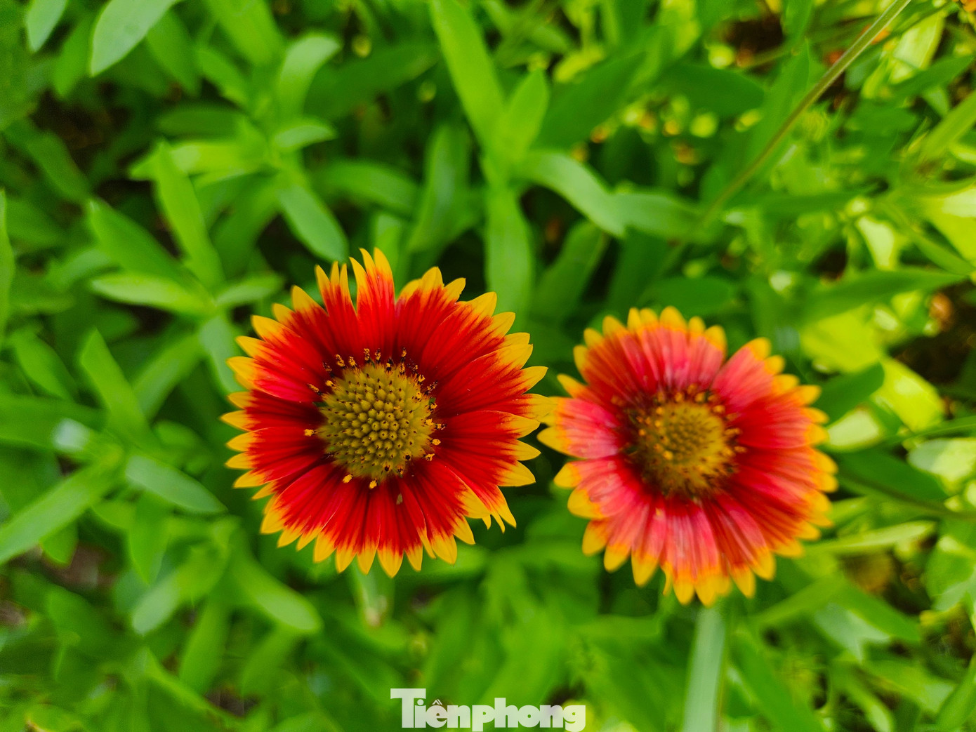 Hoa cúc biển có hai màu chủ đạo vàng và đỏ cam trên nền xanh cây cỏ. Hoa cúc biển được xem như một biểu tượng của sự thủy chung, tha thiết, loài hoa của sự trẻ trung và rạng rỡ luôn hướng về mặt trời, vượt qua mọi mưa nắng truân chuyên.