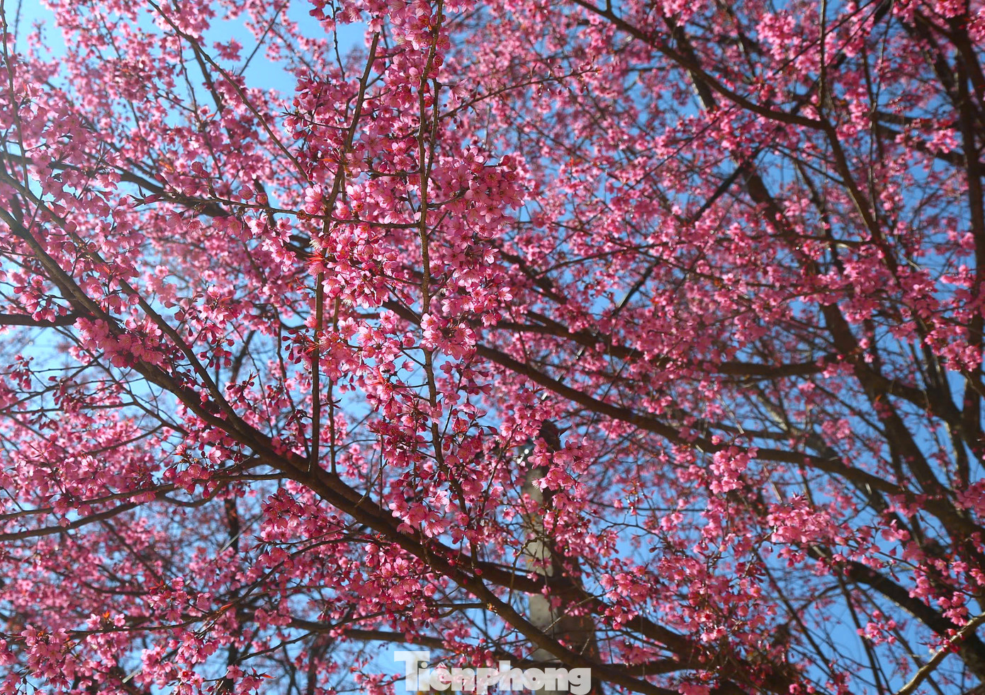 "Dịp cuối năm, mùa xuân về cũng là thời điểm hoa anh đào ở đây bung nở. Mọi người đi ngang qua trường đều nán lại ngắm, có người xin vào để chụp ảnh cùng hoa", một thầy giáo tại điểm trường ở bản Phà Nọi nói.