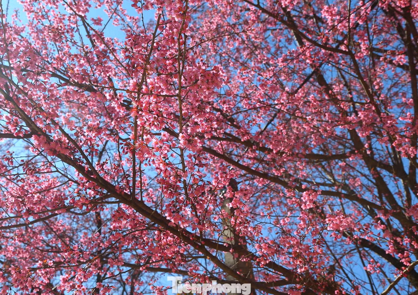 "Dịp cuối năm, mùa xuân về cũng là thời điểm hoa anh đào ở đây bung nở. Mọi người đi ngang qua trường đều nán lại ngắm, có người xin vào để chụp ảnh cùng hoa", một thầy giáo tại điểm trường ở bản Phà Nọi nói.