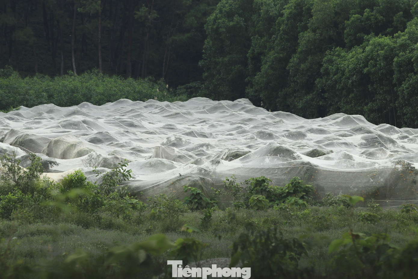 Ở xã Xuân Thành, vườn cam của gia đình anh Nguyễn Cảnh Hiếu (SN 1980) được xem là một trong những vườn cam lớn ở địa phương. Điều đặc biệt, hơn 4 ha cây cam của anh Hiếu đều được phủ kín bởi một lớp màn lưới. Ở xã Xuân Thành, vườn cam của gia đình anh Nguyễn Cảnh Hiếu (SN 1980) được xem là một trong những vườn cam lớn ở địa phương. Điều đặc biệt, hơn 4 ha cây cam của anh Hiếu đều được phủ kín bởi một lớp màn lưới.