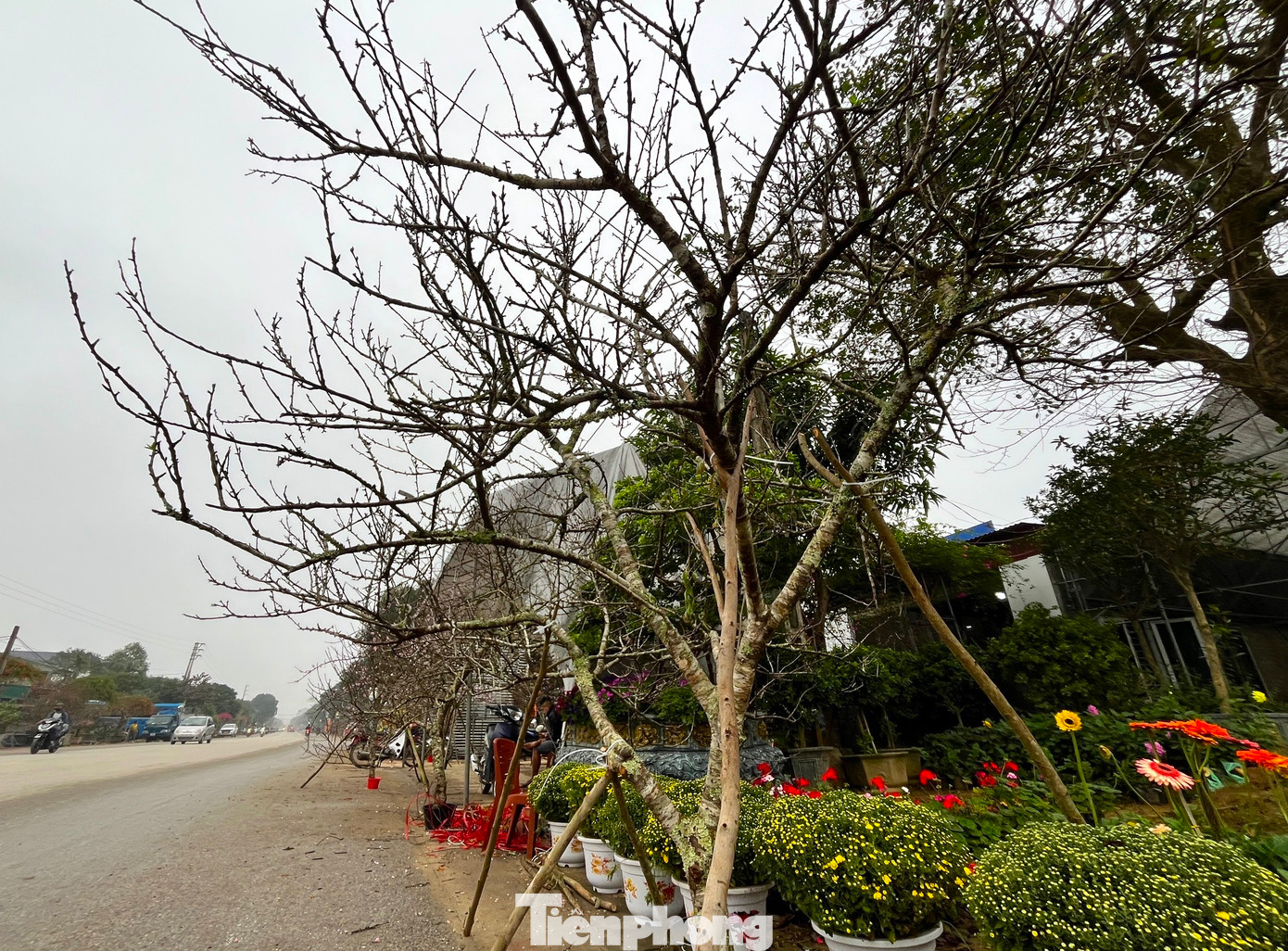 Giáp Tết, dọc các con đường lớn ở trung tâm huyện Nghi Lộc, Yên Thành, Hưng Nguyên...(Nghệ An) được trưng đầy đủ các loại hoa, cây cảnh bán Tết. Nổi bật trong đó là những cành cây đào đá (đào Lào, đào mốc) có thân xù xì, rêu phong được bày bán.
