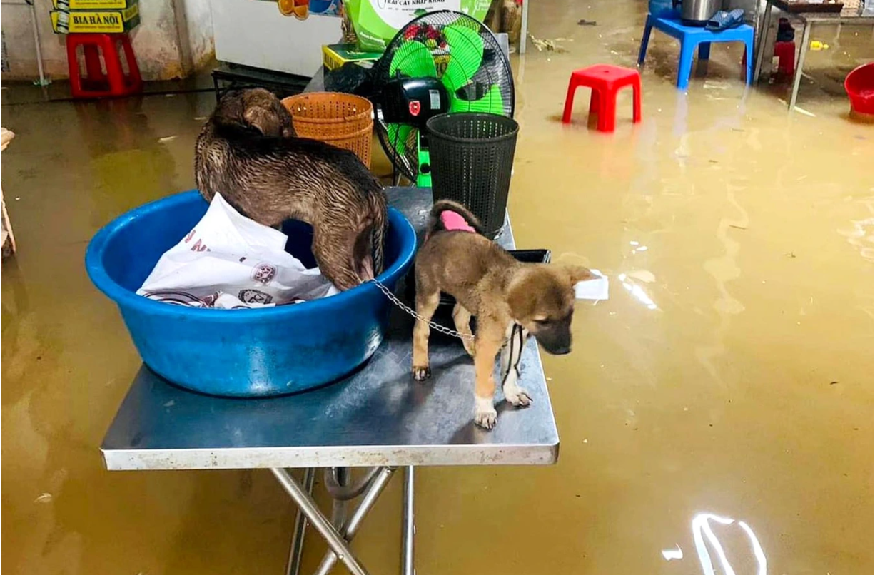 Nhà dân bị ngập nước, người dân chủ động kê tài sản, vật nuôi lên cao để tránh bị thiệt hại.