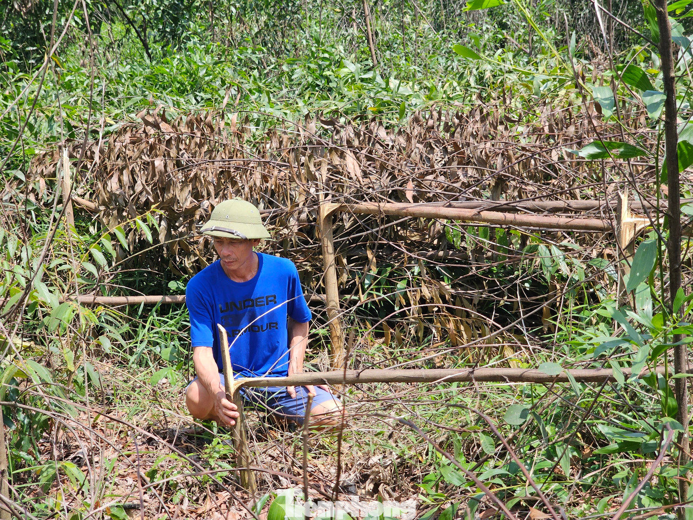 Ông Châu lặng người trước vườn keo bị phá hoại. Ông Châu lặng người trước vườn keo bị phá hoại.
