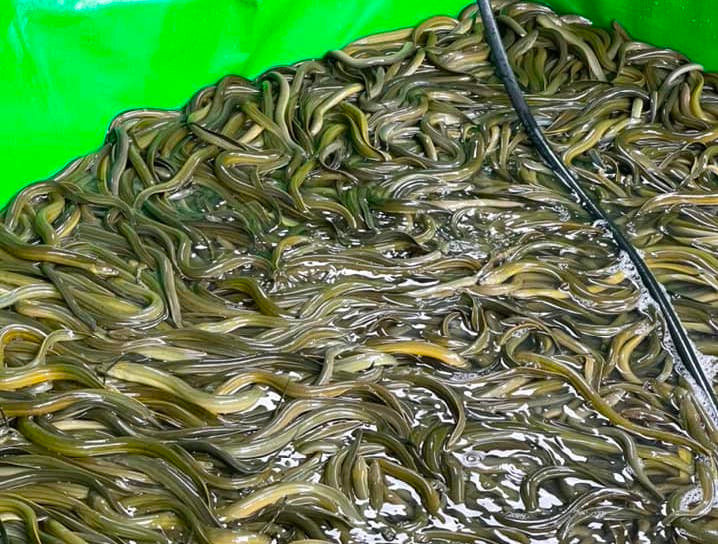 Hơn 6 tấn lươn đến kỳ thu hoạch được giải cứu về gửi ở các nhà dân. Hơn 6 tấn lươn đến kỳ thu hoạch được giải cứu về gửi ở các nhà dân.