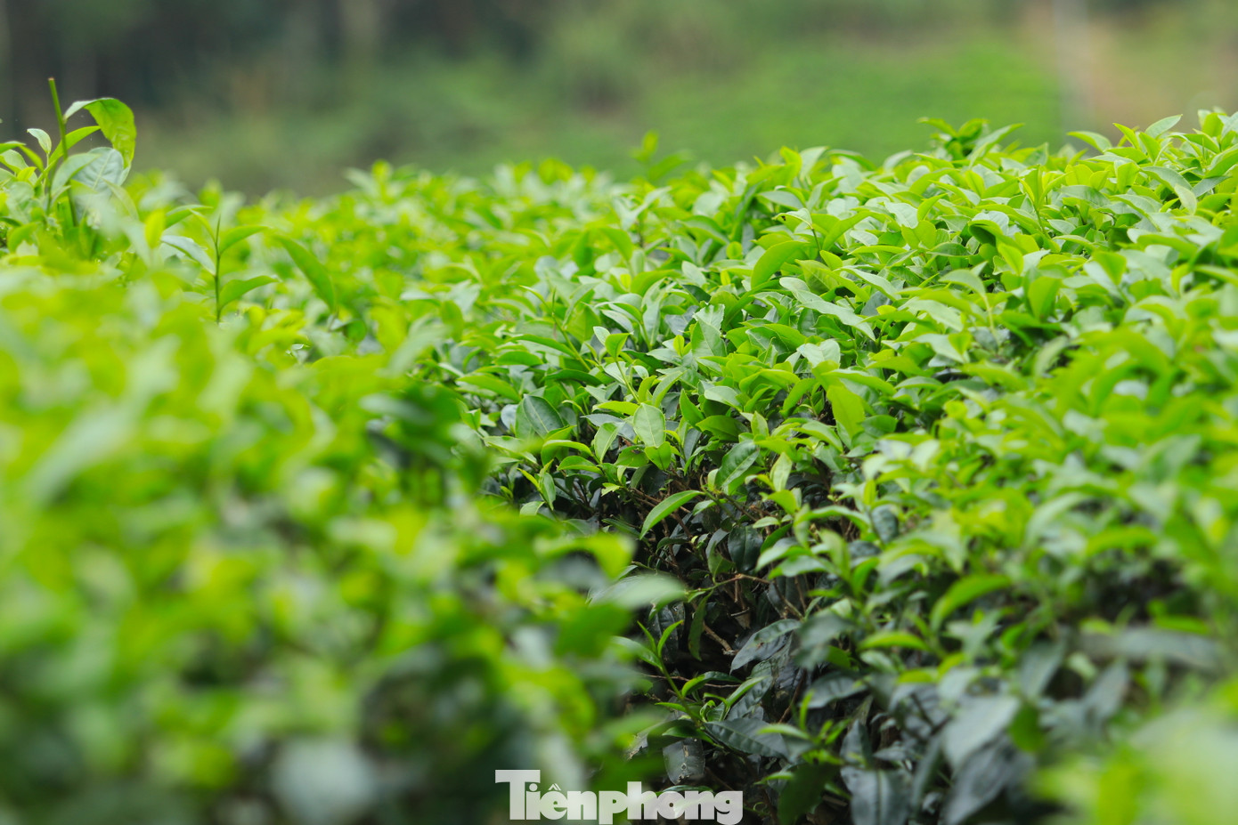 Những luống chè được trồng theo vòm trúc, soi bóng xuống mặt hồ rộng lớn tạo nên một khung cảnh yên bình, thơ mộng. Tại “thiên đường sống ảo” này, du khách có thể tận hưởng cảm giác thoải mái và ghi lại những khoảnh khắc khó quên.