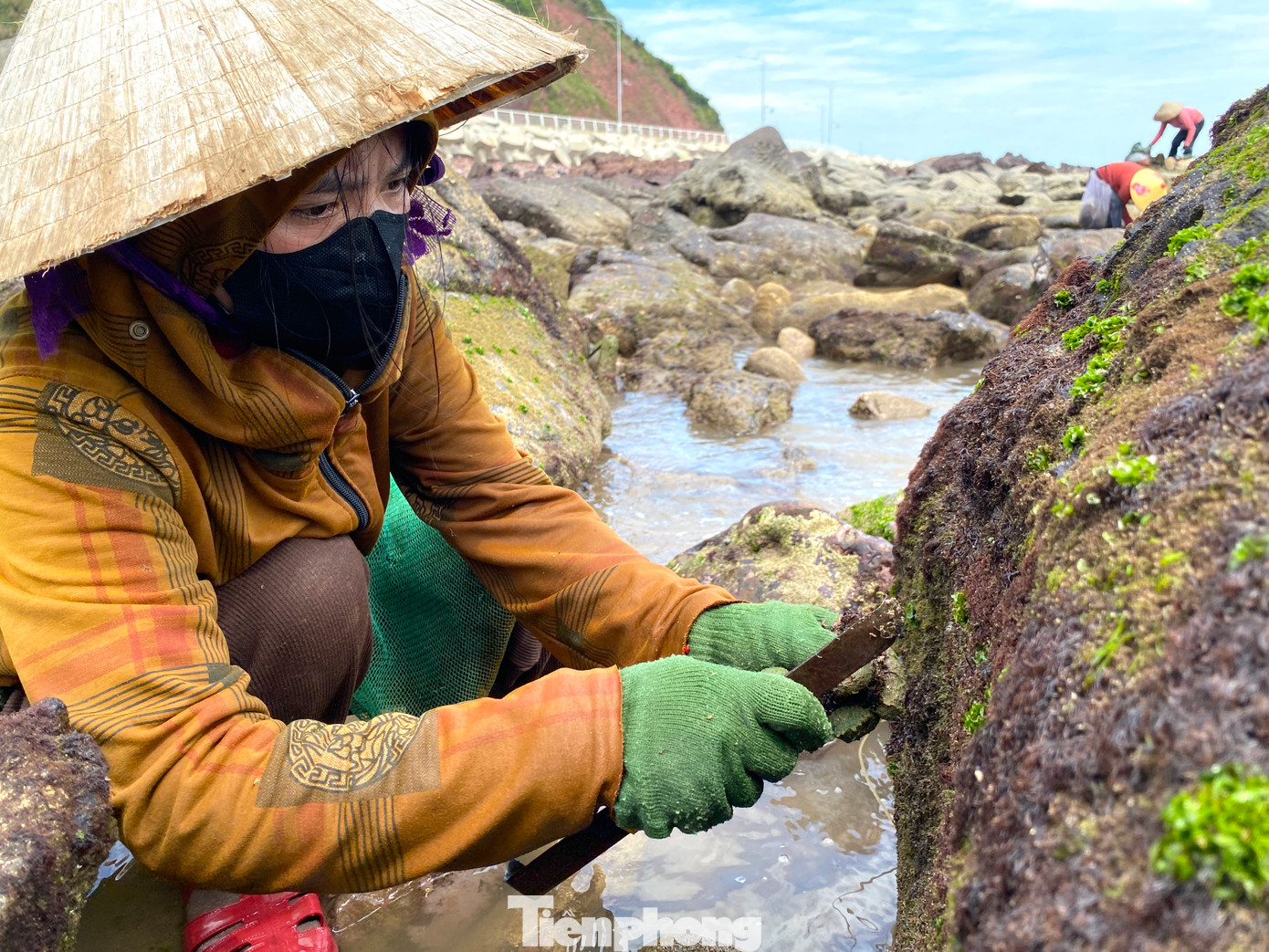 Ngoài loại rong sống dưới nước còn có loại rau bám ở các vách, kẽ đá. Người dân muốn thu hoạch phải nhìn thật kỹ mới phát hiện. Ở mỗi vách đá, loại rau này chỉ mọc lên một nhúm. Người dân phải dùng dụng cụ nạo để lấy được loại rau này. Ngoài loại rong sống dưới nước còn có loại rau bám ở các vách, kẽ đá. Người dân muốn thu hoạch phải nhìn thật kỹ mới phát hiện. Ở mỗi vách đá, loại rau này chỉ mọc lên một nhúm. Người dân phải dùng dụng cụ nạo để lấy được loại rau này.