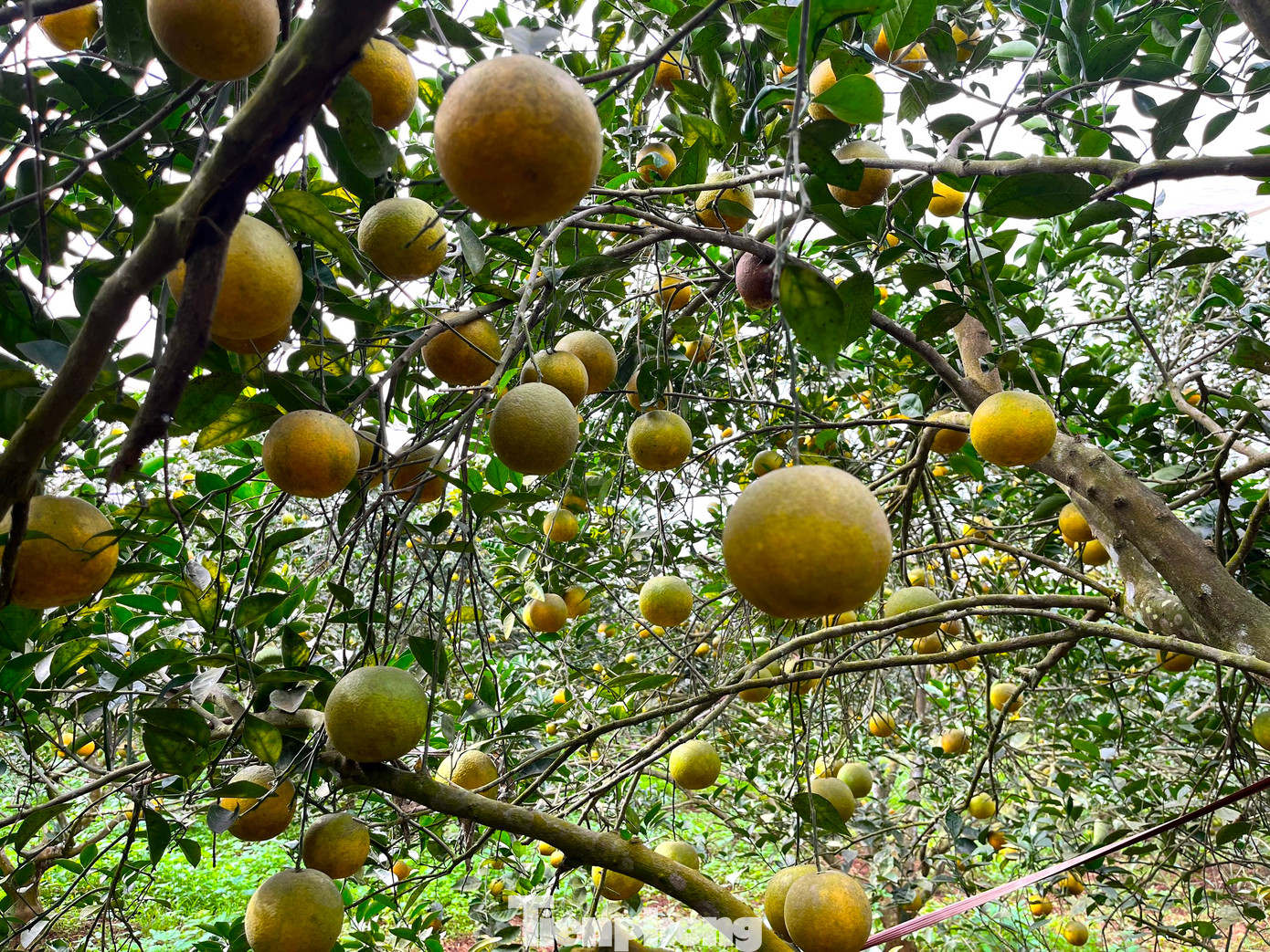 Nhờ phủ màn lưới nên năm nay vườn cam của anh Hiếu đạt năng suất cao. Với 5 ha cây, dự tính cho thu hoạch khoảng 80 tấn cam. Giá bán hiện tại từ 30.000 - 40.000 đồng/kg, dự tính sau khi bán hết và trừ các chi phí sẽ mang lại lợi nhuận cho gia đình anh Hiếu khoảng 1,5 tỷ đồng. Nhờ phủ màn lưới nên năm nay vườn cam của anh Hiếu đạt năng suất cao. Với 5 ha cây, dự tính cho thu hoạch khoảng 80 tấn cam. Giá bán hiện tại từ 30.000 - 40.000 đồng/kg, dự tính sau khi bán hết và trừ các chi phí sẽ mang lại lợi nhuận cho gia đình anh Hiếu khoảng 1,5 tỷ đồng.