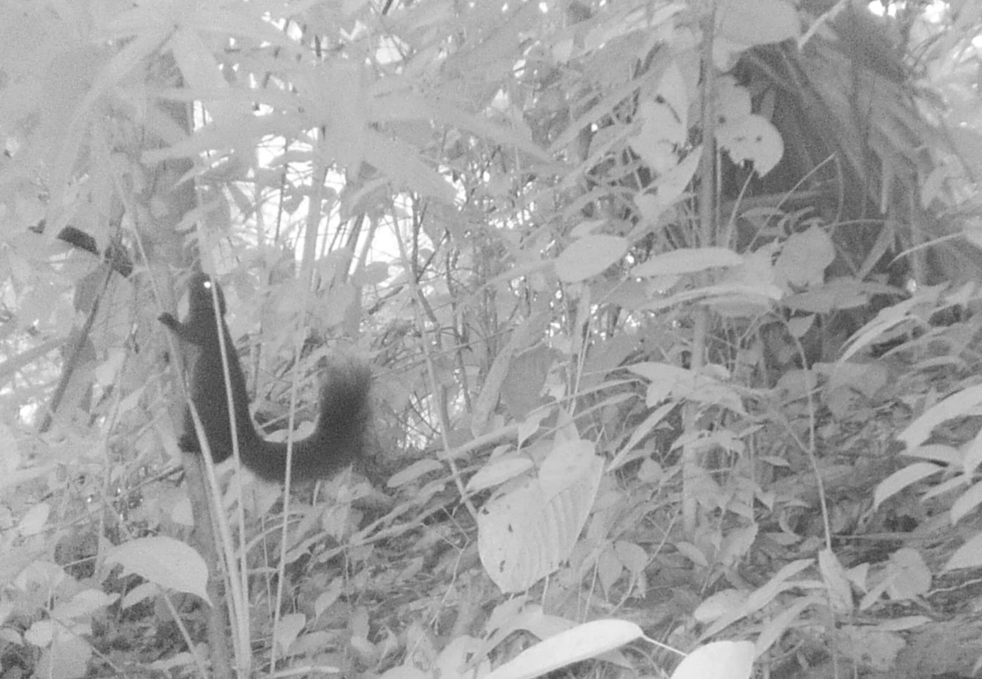 Kết quả đã thu được những hình ảnh cho thấy sự tồn tại của nhiều loại động vật hoang dã, động vật quý hiếm xuất hiện trong Khu bảo tồn thiên nhiên Pù Hoạt. Kết quả đã thu được những hình ảnh cho thấy sự tồn tại của nhiều loại động vật hoang dã, động vật quý hiếm xuất hiện trong Khu bảo tồn thiên nhiên Pù Hoạt.