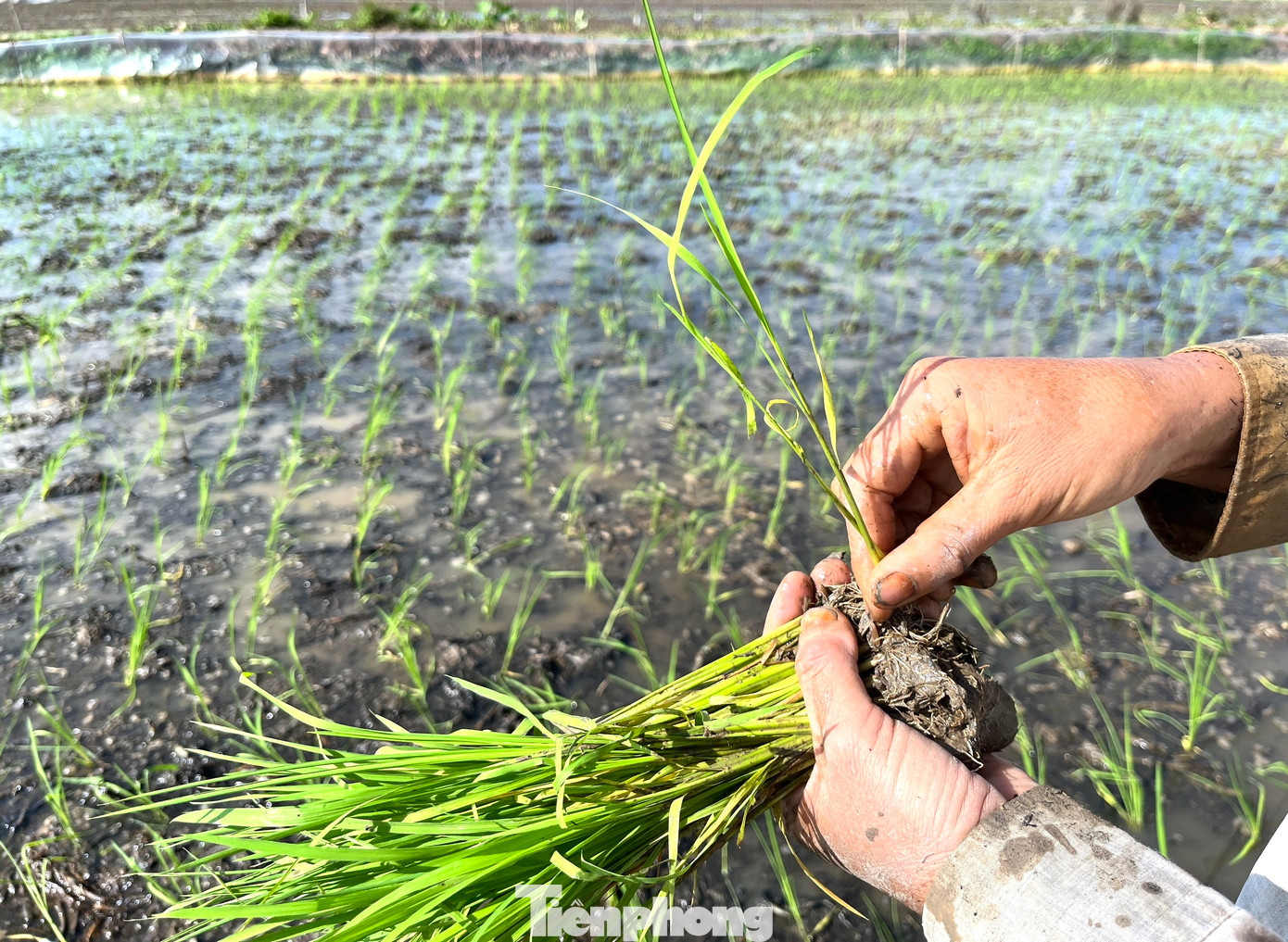 Thông thường người thợ sẽ cầm 1 nắm mạ trên tay rồi thoăn thoắt tách 1 hoặc 2 cây và cắm sâu xuống lớp đất bùn.