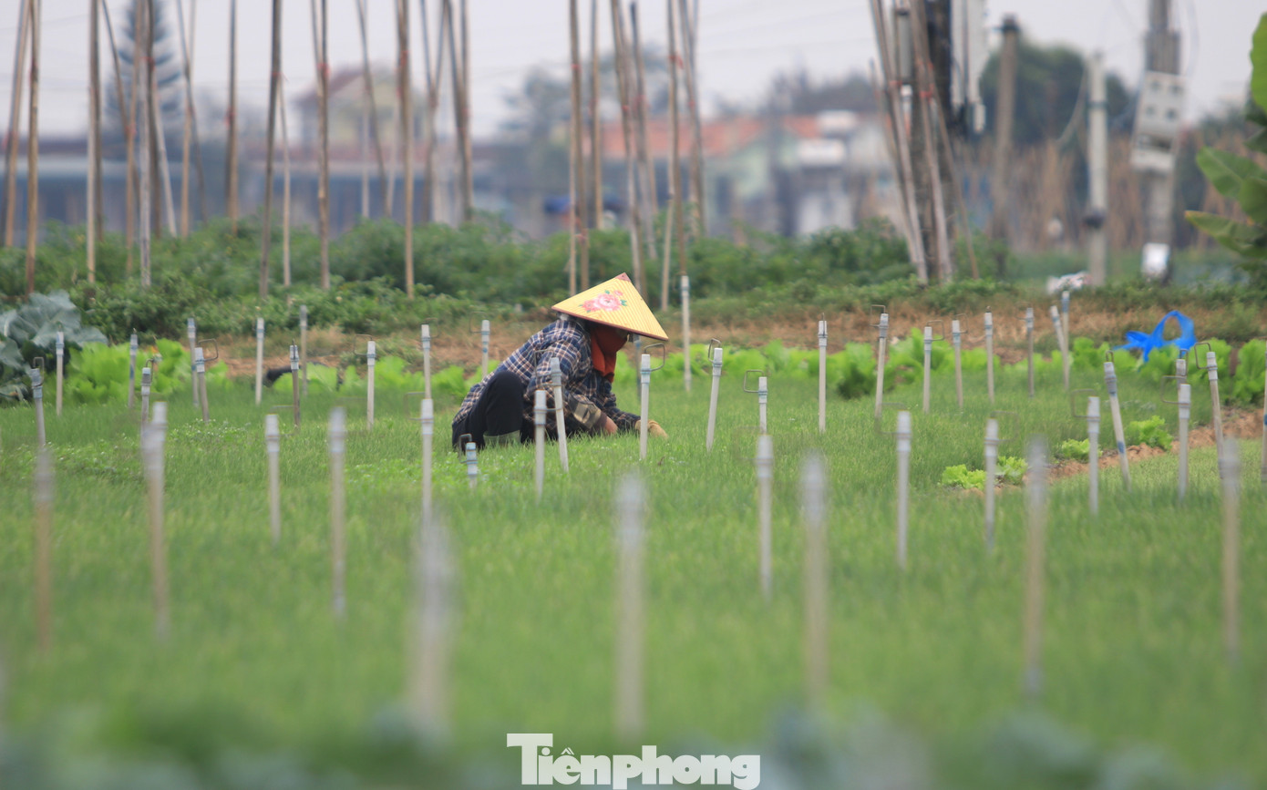 Cán bộ Nông nghiệp xã Minh Lương thông tin, vụ rau tết năm nay, toàn xã có hơn 2.000 hộ sản xuất với diện tích hơn 380ha rau màu các loại. Thời tiết thuận lợi nên rau phát triển tốt, được mùa, sản lượng ước tính đạt hơn 15.000 tấn. Nhờ có thương hiệu lâu đời, nguồn hàng từ vựa Minh Lương luôn được các thị trường ưa chuộng. Rau không chỉ được bán trong các chợ truyền thống trên địa bàn tỉnh mà còn được đưa vào hệ thống siêu thị, trường học ở các tỉnh, thành phố lớn.