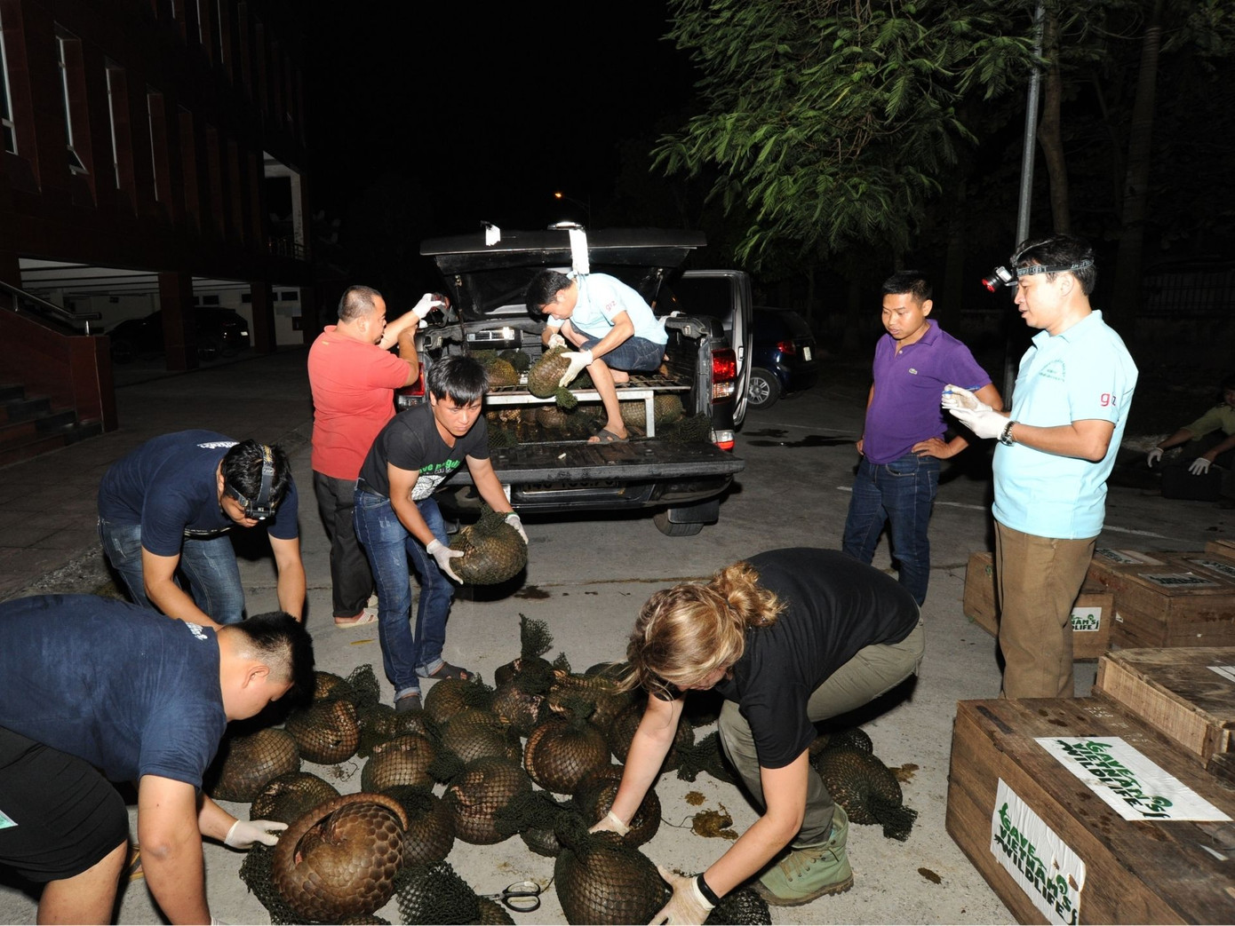 Từ khi thành lập, trung tâm đã cứu hộ được gần 1.700 cá thể tê tê quý hiếm.