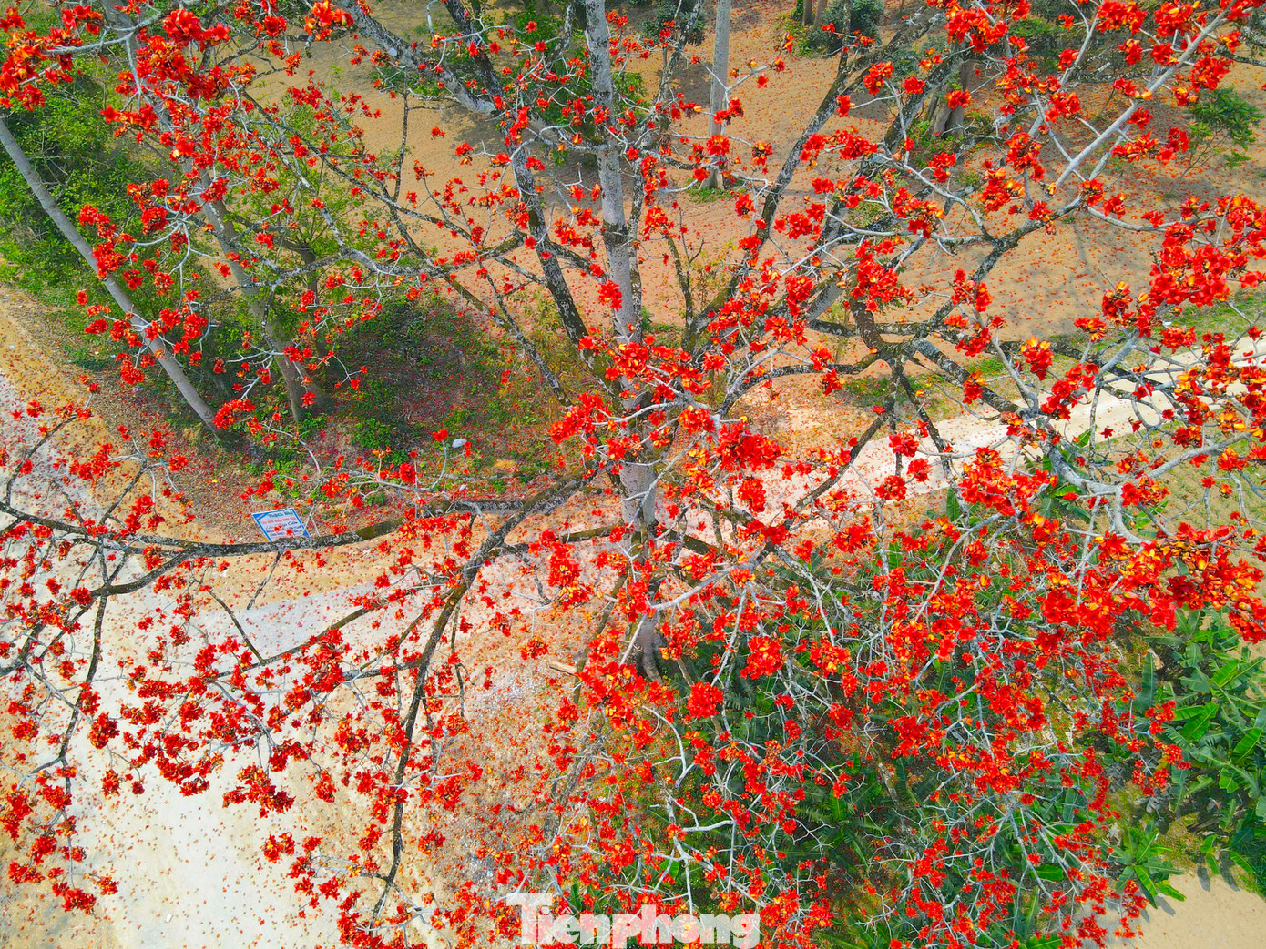 Ông Nguyễn Văn Quế - Chủ tịch UBND xã Tam Đỉnh cho biết, xã này hiện có hơn 300 cây hoa gạo, phần lớn là cây mọc tự nhiên. Trong đó có 50 cây tuổi đời từ 50 đến hơn 100 năm tuổi. Nhiều cây có thân lớn, 5-6 người ôm mới xuể.