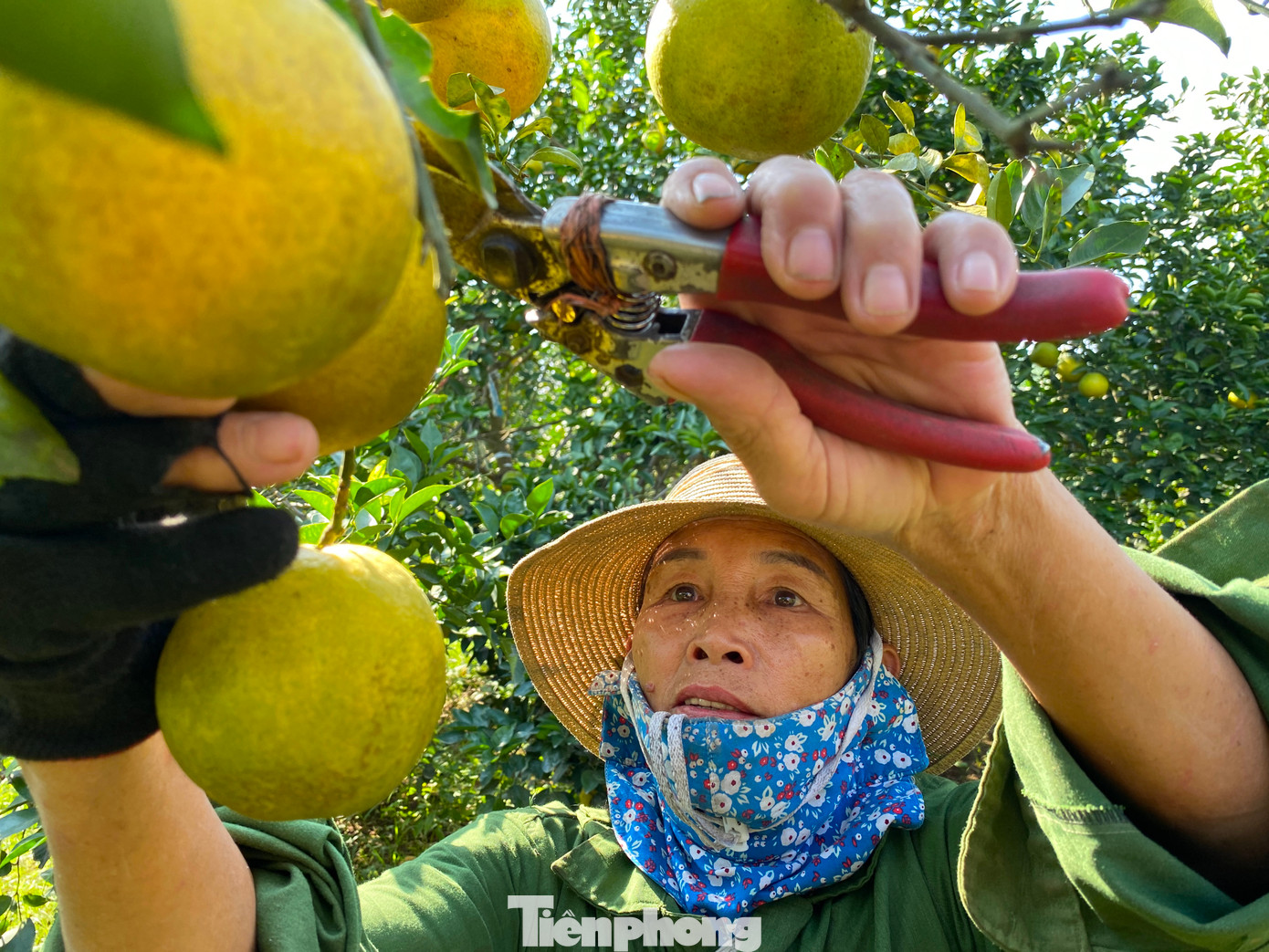 Với giá bán từ 35-45 nghìn đồng/1kg, dự kiến với 50 tấn cam ông Biên sẽ có lãi hơn 1 tỉ đồng sau khi trừ hết các chi phí.