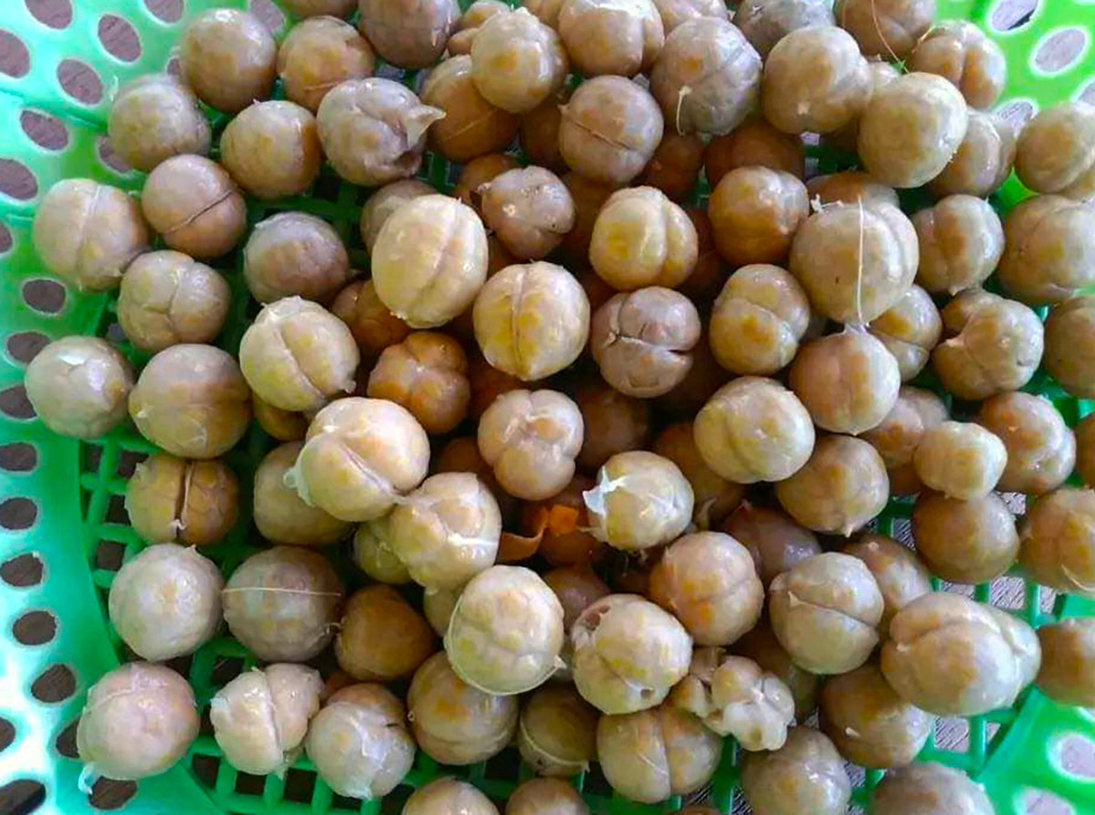 Sau khi thu hoạch về, người dân có thể bán quả tươi cho thương lái hoặc luộc lên rồi tách hạt phơi khô để bán được giá hơn.