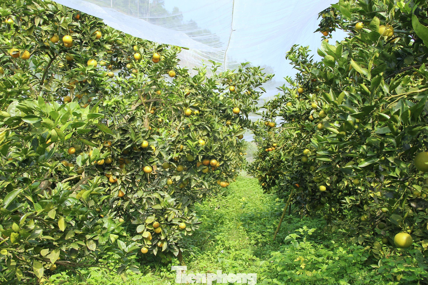 Vườn cam ông Nguyễn Đình Ân (SN 1974, chủ trại cam Ân Thơm, xã Đồng Thành, huyện Yên Thành) năm nay được mùa, năng suất cao và chất lượng tốt nhờ mắc màn lưới cho toàn bộ 2ha vườn cam. Ông Ân cho hay, mỗi ha cây cam, ông bỏ hơn 60 triệu đồng để mua màn lưới về phủ cho vườn cam. "Phủ màn lưới sẽ giúp vườn cam mình tránh được sâu bướm, ruồi vàng. Đây là kẻ thù của cam. Có màn lưới rồi nên mình không cần phải sử dụng thuốc bảo vệ thực vật phun cho cây nữa", ông Ân nói. Vườn cam ông Nguyễn Đình Ân (SN 1974, chủ trại cam Ân Thơm, xã Đồng Thành, huyện Yên Thành) năm nay được mùa, năng suất cao và chất lượng tốt nhờ mắc màn lưới cho toàn bộ 2ha vườn cam. Ông Ân cho hay, mỗi ha cây cam, ông bỏ hơn 60 triệu đồng để mua màn lưới về phủ cho vườn cam. "Phủ màn lưới sẽ giúp vườn cam mình tránh được sâu bướm, ruồi vàng. Đây là kẻ thù của cam. Có màn lưới rồi nên mình không cần phải sử dụng thuốc bảo vệ thực vật phun cho cây nữa", ông Ân nói.