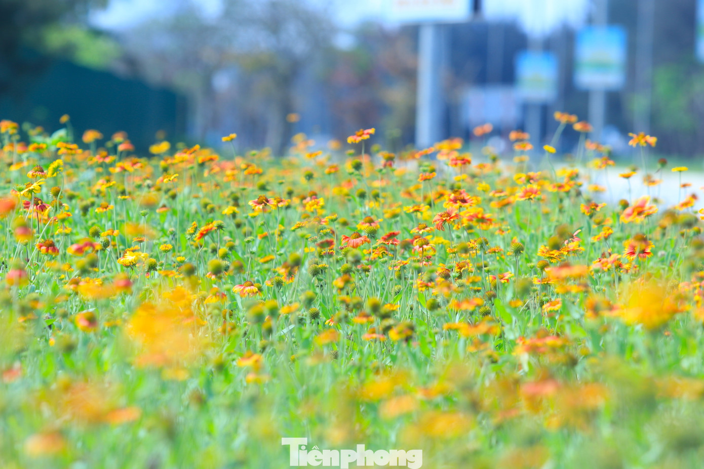 Cuối tháng 3/2024, những vườn hoa cúc biển nằm dọc các tuyến đường lớn ở thị xã Cửa Lò (tỉnh Nghệ An) đã vươn mình khoe sắc rực rỡ sau nhiều tháng trồng và chăm sóc. Loài hoa vốn mọc dại ven bờ biển nay đã trở thành biểu tượng của du lịch Cửa Lò và trở thành một lễ hội lớn thường niên của phố biển.