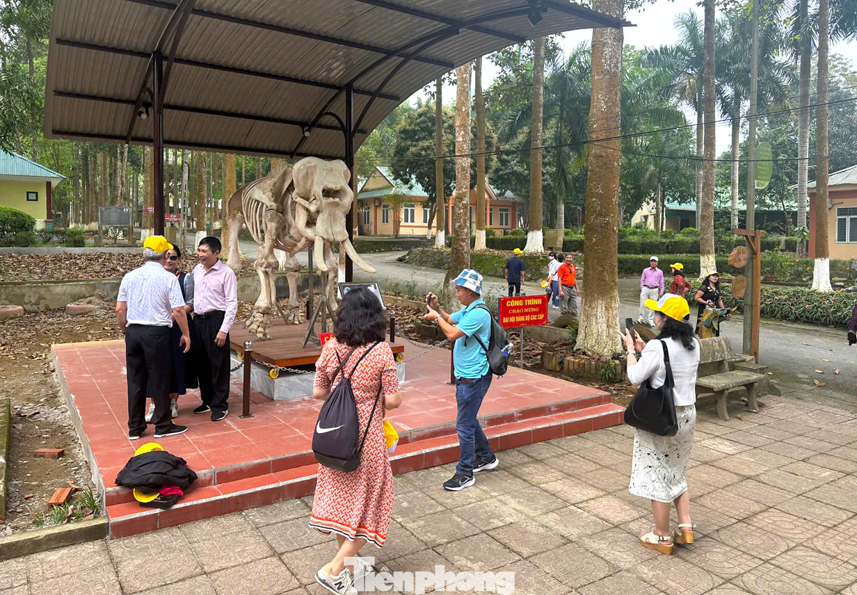 2 bộ xương voi độc đáo tại Vườn quốc gia Pù Mát đã thu hút đông đảo du khách, người dân đến xem và chiêm ngưỡng. 2 bộ xương voi độc đáo tại Vườn quốc gia Pù Mát đã thu hút đông đảo du khách, người dân đến xem và chiêm ngưỡng.