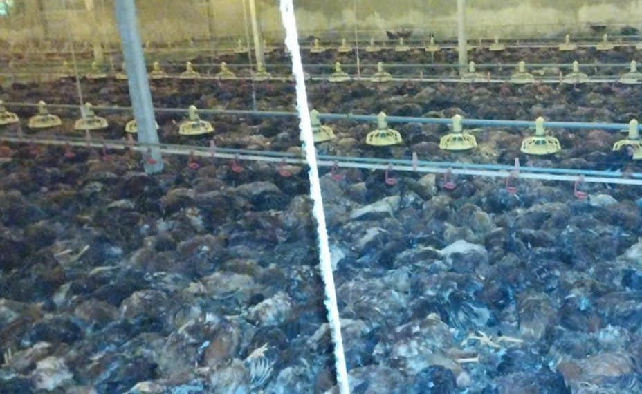 Hiện người dân xung quanh đã đến hỗ trợ làm thịt để bán với giá từ 30-50.000 đồng/1 con gà. Hiện người dân xung quanh đã đến hỗ trợ làm thịt để bán với giá từ 30-50.000 đồng/1 con gà.