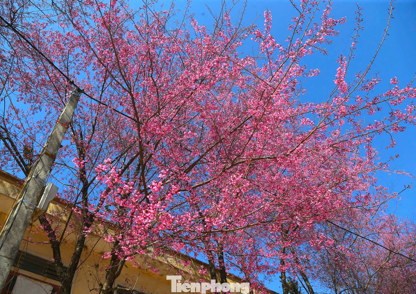 Ngày nay, những cây hoa anh đào được trồng ở điểm trường Phà Nọi đã cao lớn. Có những cây cao hơn 4m, tán rộng lớn đến 10m.