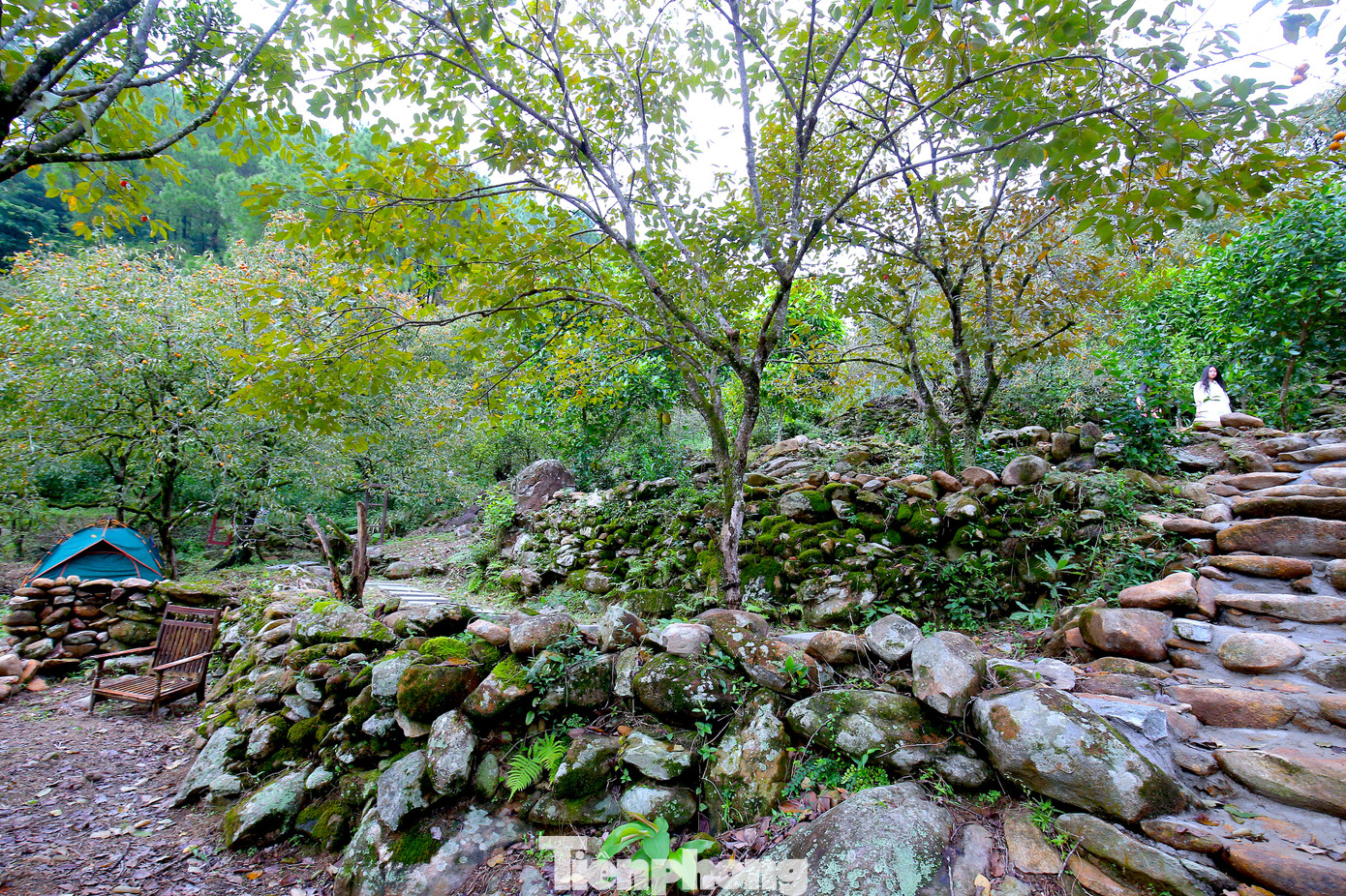 Lãnh đạo xã Nam Anh cho biết, năng suất cây hồng năm nay chỉ ở mức trung bình. Tuy nhiên giá hồng được các cơ sở thu mua với mức cao hơn năm ngoái nên người dân rất phấn khởi.