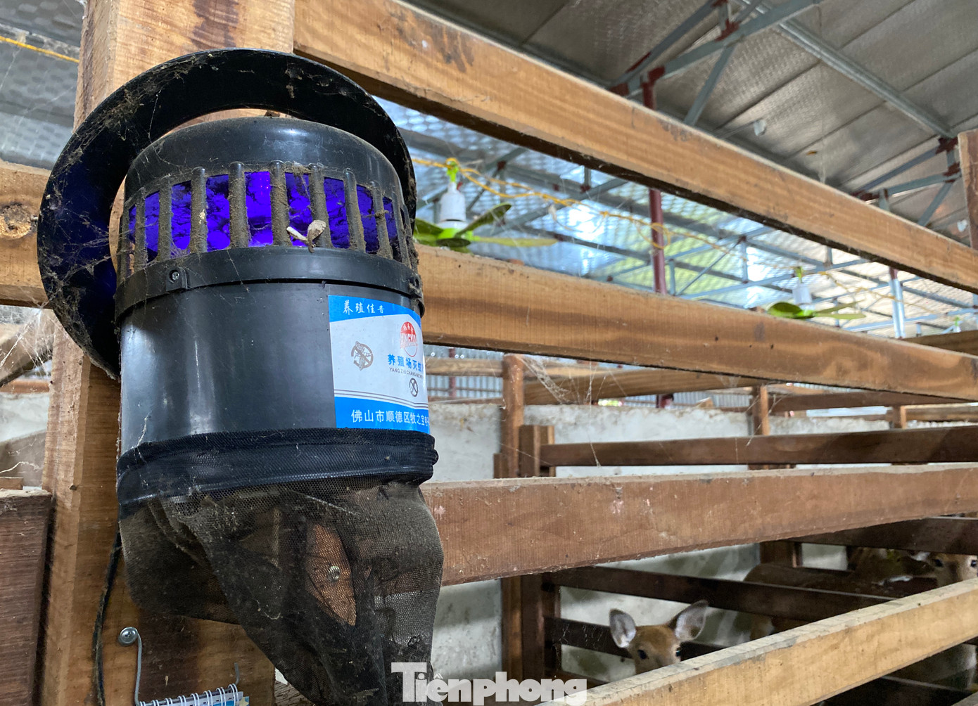 Trang trại được anh Thắng đầu tư hiện đại, bài bản với hệ thống quạt làm mát, máy đo độ ẩm. Chủ trang trại còn lắp thêm camera để giám sát, kịp thời xử lý những trường hợp bất trắc xảy ra với đàn hươu, nai giá trị của mình.