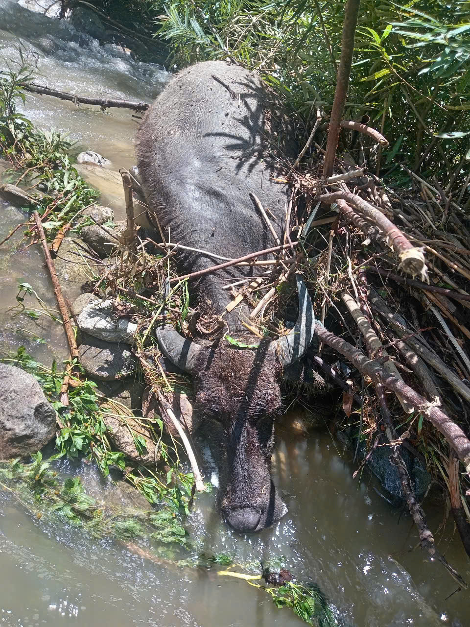 Nhiều tài sản, xe máy, gia súc, gia cầm của người dân bị lũ cuốn trôi.
