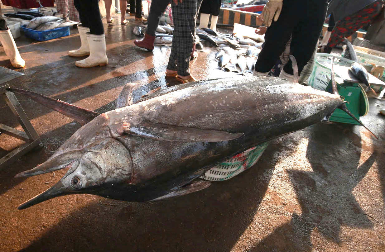 Những con cá kìm có trọng lượng lớn từ 20-70kg. Những con cá kìm có trọng lượng lớn từ 20-70kg.