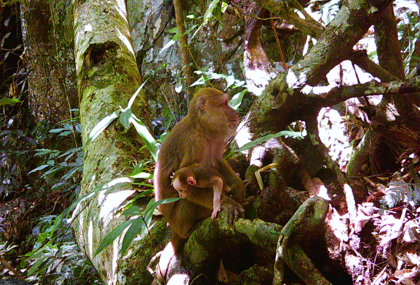 Nhiều loài động vật ghi nhận vào ban ngày. Nhiều loài động vật ghi nhận vào ban ngày.