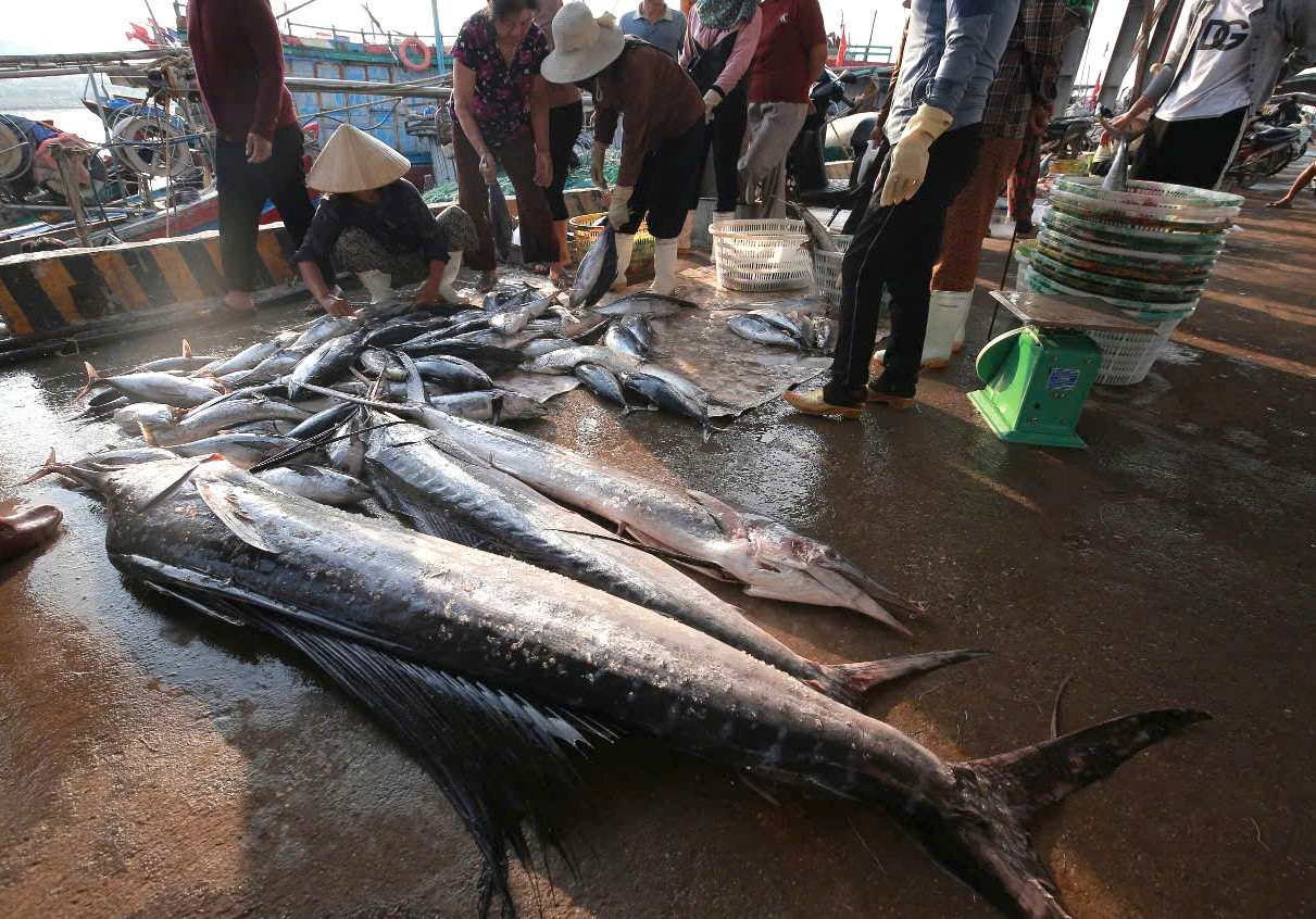 Những con cá kìm có trọng lượng lớn từ 20-70kg. Những con cá kìm có trọng lượng lớn từ 20-70kg.