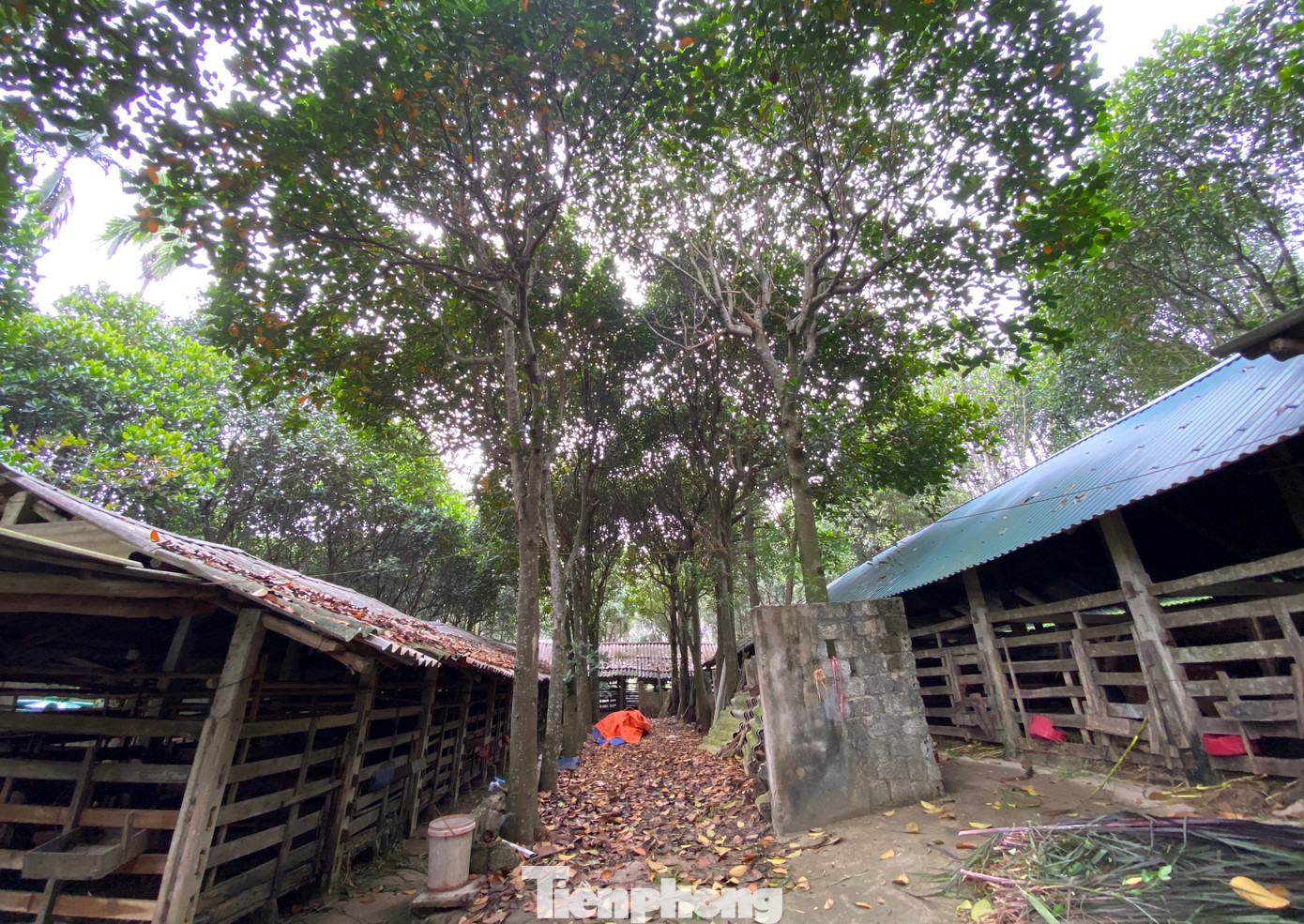 "Chỉ cần nắm vững các đặc điểm sinh học của hươu, chăm sóc đúng cách và cung cấp dinh dưỡng hợp lý trong thời kỳ ra lộc (nhung), thì hươu sẽ cho thu nhập cao mà ít bị dịch bệnh. Với điều kiện tự nhiên thuận lợi, nguồn thức ăn cho hươu dồi dào như cỏ, cây chuối, lá trong vườn, người dân không phải lo lắng về chi phí thức ăn cho đàn hươu”, anh Hiệp nói. Các trang trại của anh Hiệp được dựng dưới dãy cây mít tạo không khí thoáng mát vào mùa hè, ấm áp vào mùa đông. Không những thế, lá từ cây mít còn là nguồn thức ăn cho hươu, nai.