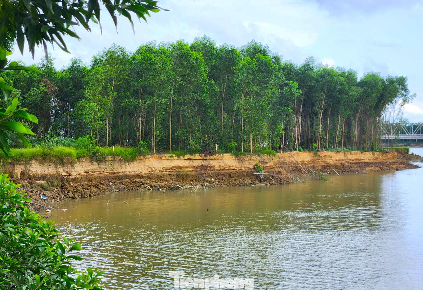 Diện tích đất trồng keo của ông Kỳ ngày càng bị thu hẹp. Những cây keo lớn đang phát triển chuẩn bị cho thu hoạch cũng bị đổ xuống sông. Diện tích đất trồng keo của ông Kỳ ngày càng bị thu hẹp. Những cây keo lớn đang phát triển chuẩn bị cho thu hoạch cũng bị đổ xuống sông.