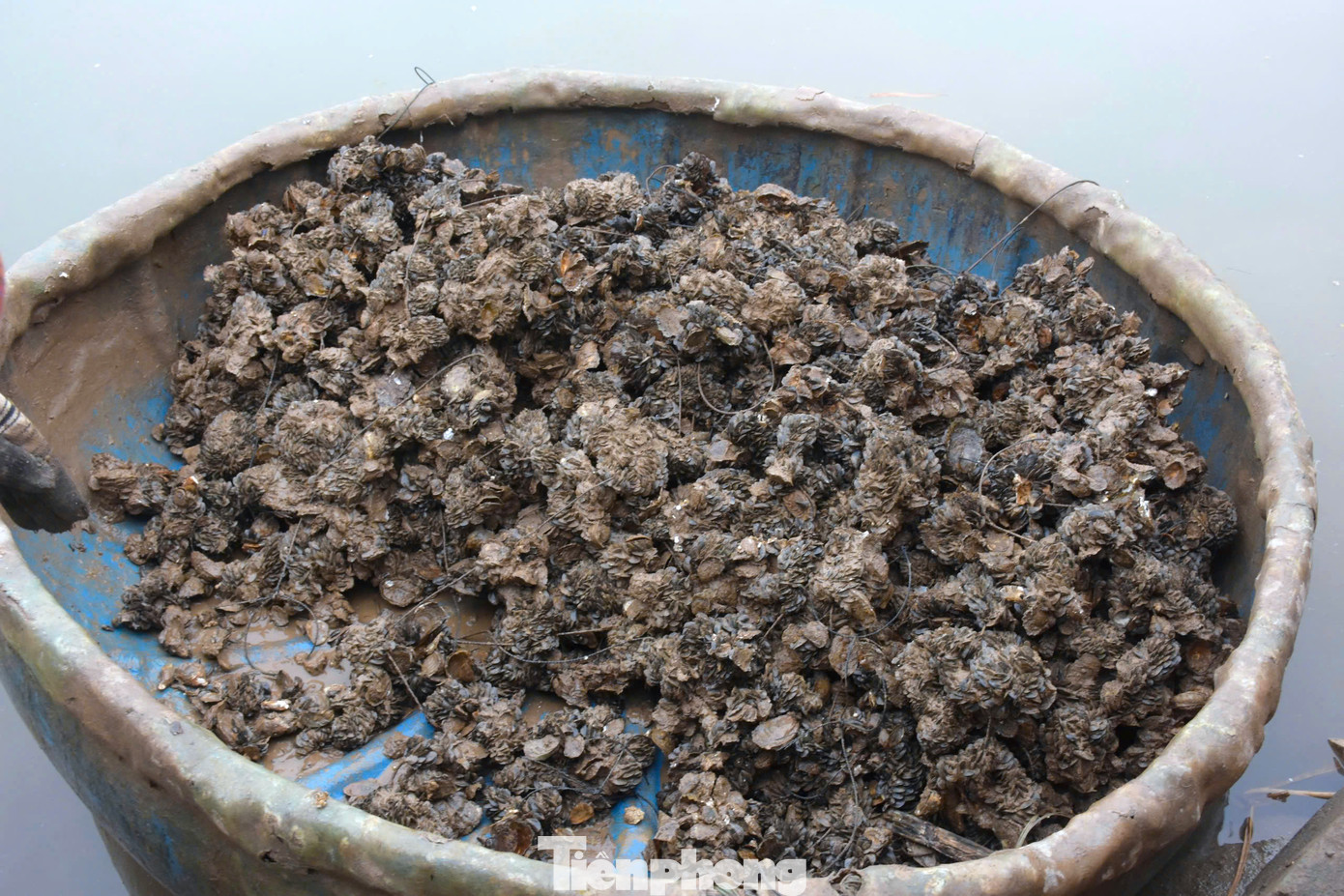 “Mỗi bè nuôi hàu sẽ thu thêm được khoảng 1 tấn vẹm đá sống ký sinh. Giá thương lái đang thu mua 5 nghìn đồng/1 kg. Càng nhiều bè càng có nhiều nguồn thu. Ngoài ra, mọi người có thể đi bắt vẹm bám ở xung quanh, mang về thu nhập tốt cho gia đình”, chị Lam nói.