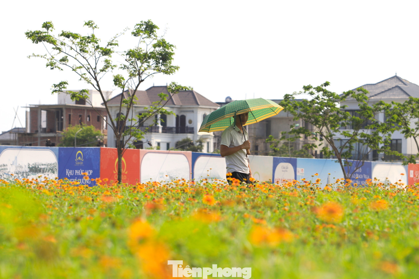 Một lãnh đạo UBND thị xã Cửa Lò cho biết, Lễ hội Hoa cúc biển năm 2024 đang được khởi động và sẽ chính thức khai mạc vào ngày 6/4 tới đây. Khác với mọi năm, Lễ hội Hoa cúc biển năm nay được tổ chức với nhiều hoạt động nổi bật, đặc sắc và độc đáo hơn.