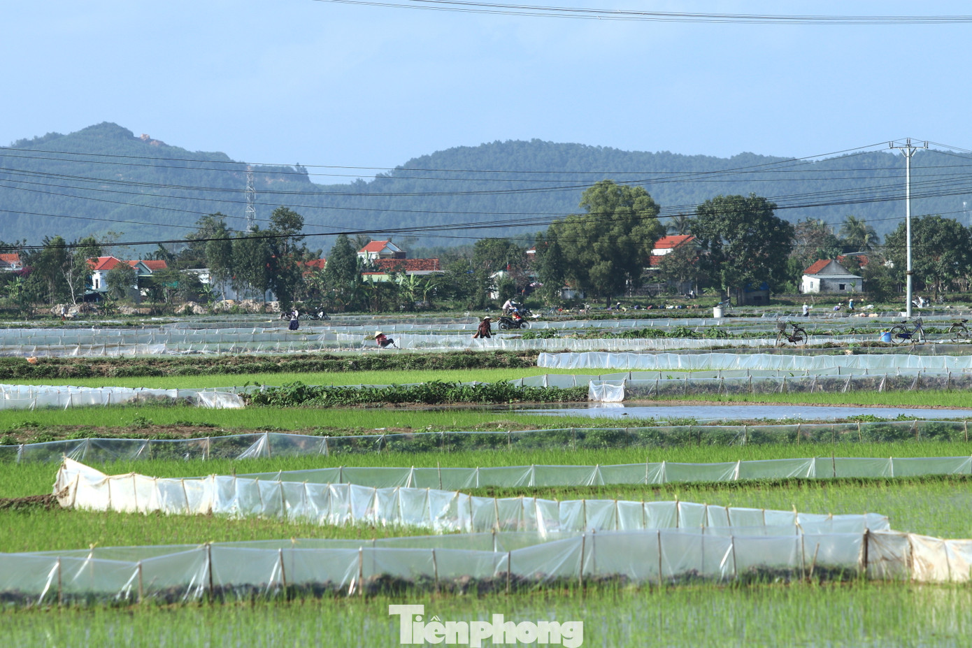 Giáp tết Nguyên đán 2024 là cao điểm vụ cấy lúa Xuân ở Nghệ An. Những ngày này, khắp các cánh đồng lúa ở huyện Yên Thành, Quỳnh Lưu đều nhộn nhịp cảnh người nông dân làm ruộng, cấy lúa. Do máy móc chưa có nhiều nên người dân vẫn chủ yếu làm bằng sức người từ việc cày đến cấy.