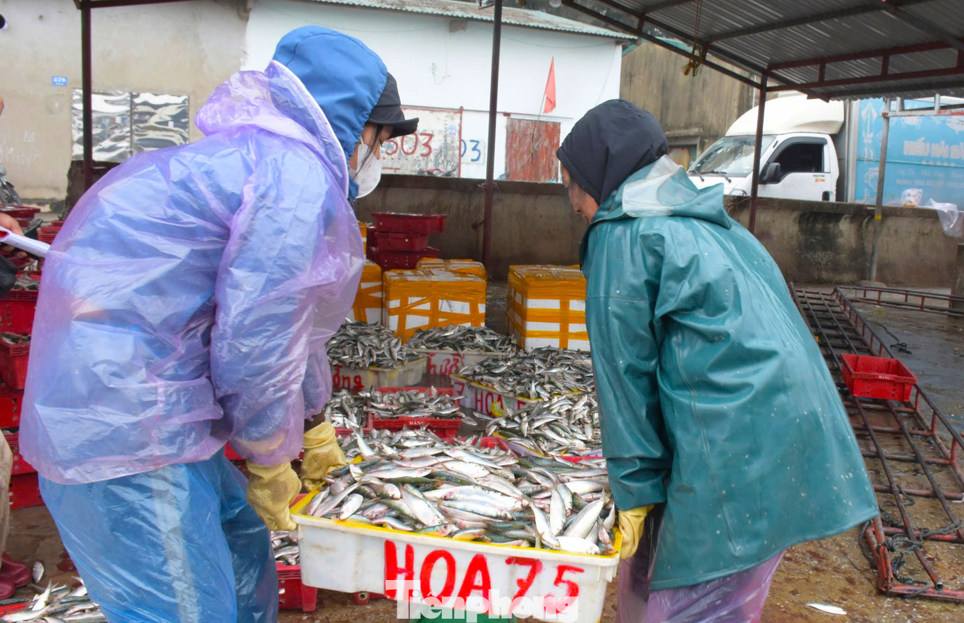 Cá liên tục được vận chuyển từ thuyền vào bến.