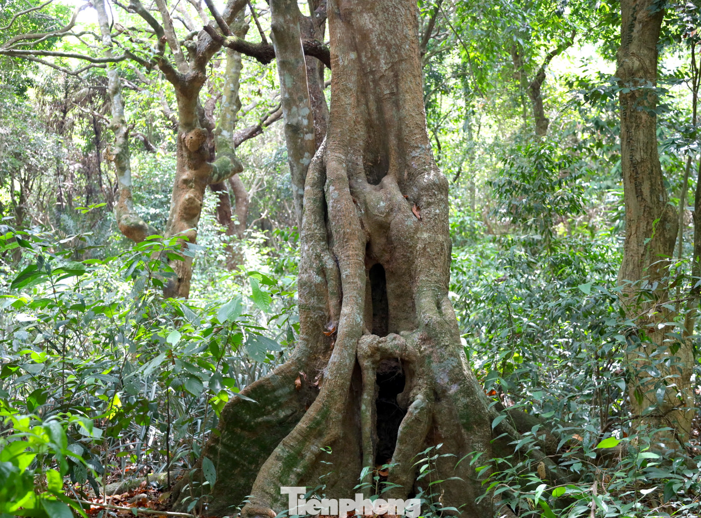 Theo thống kê, trong khu rừng có rất nhiều loài cây gỗ quý như lim, trắc, gụ, dạ hương. Tuy nhiên, nhiều nhất là lim xanh cổ thụ với số lượng hàng nghìn cây.