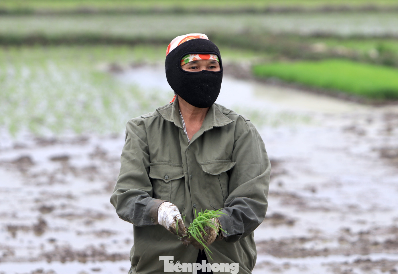 Cấy phải cúi nhiều mệt, thỉnh thoảng người thợ phải đứng thẳng dậy hít thở không khí rồi tiếp tục cấy lúa.