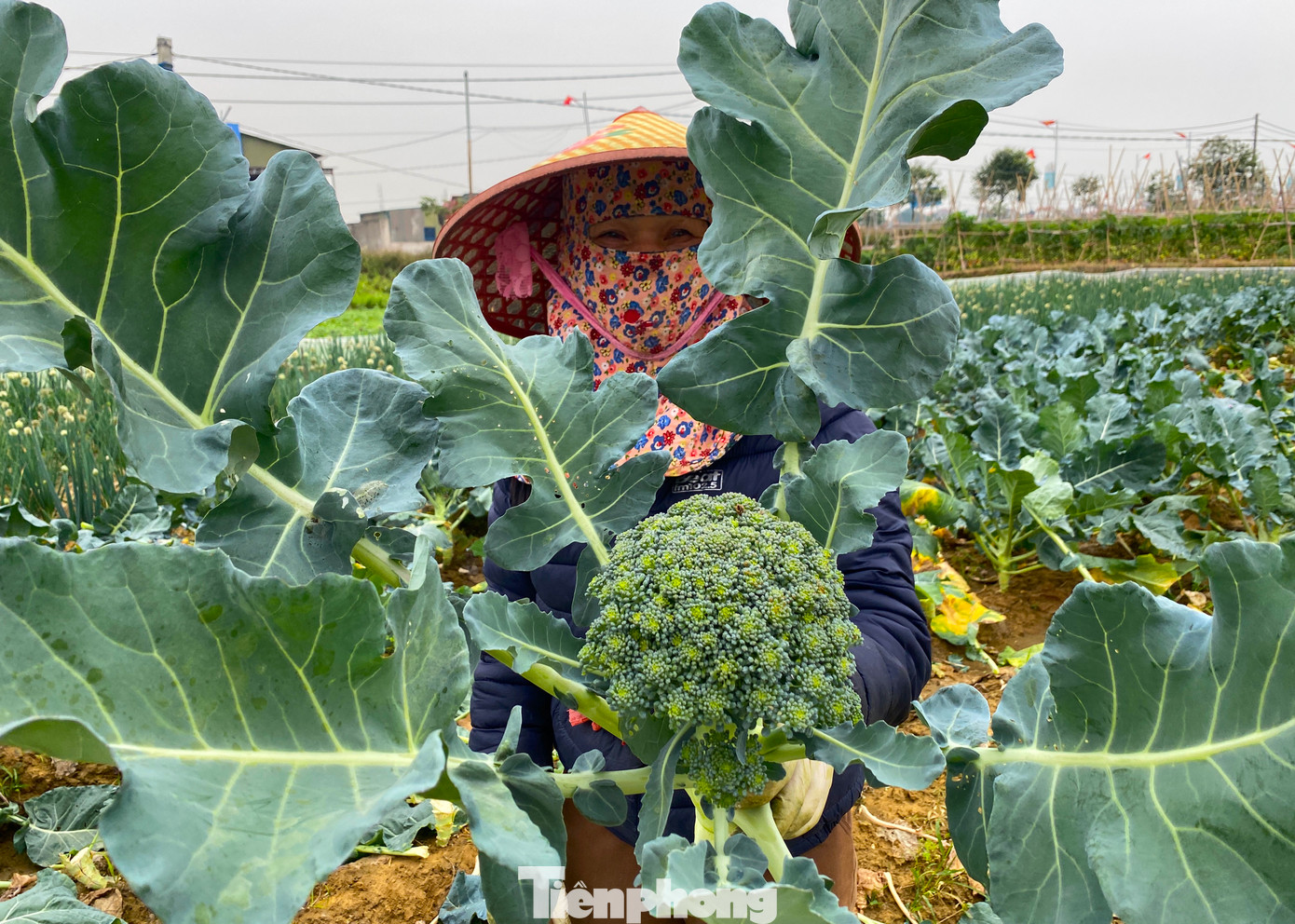 "Thời điểm này, súp lơ đang được thương lái thu mua tận ruộng với giá 5.000 đồng/kg, cao gần gấp đôi dịp tết năm ngoái; cà chua tăng 2.000 đồng lên 8.000 đồng/kg, bắp cải 3.000 đồng/kg…", chị Trần Thị Lan cho biết thêm.