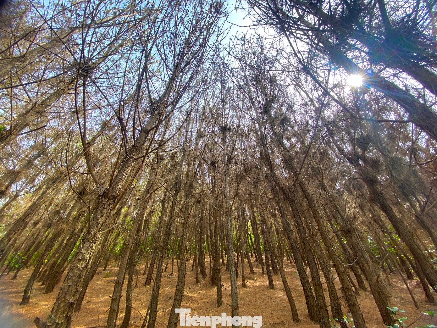 Ghi nhận của phóng viên, tại xã Nghi Quang (Nghi Lộc), một diện tích rừng thông lớn đã bị sâu ăn trụi, lá vàng rụng xác xơ.