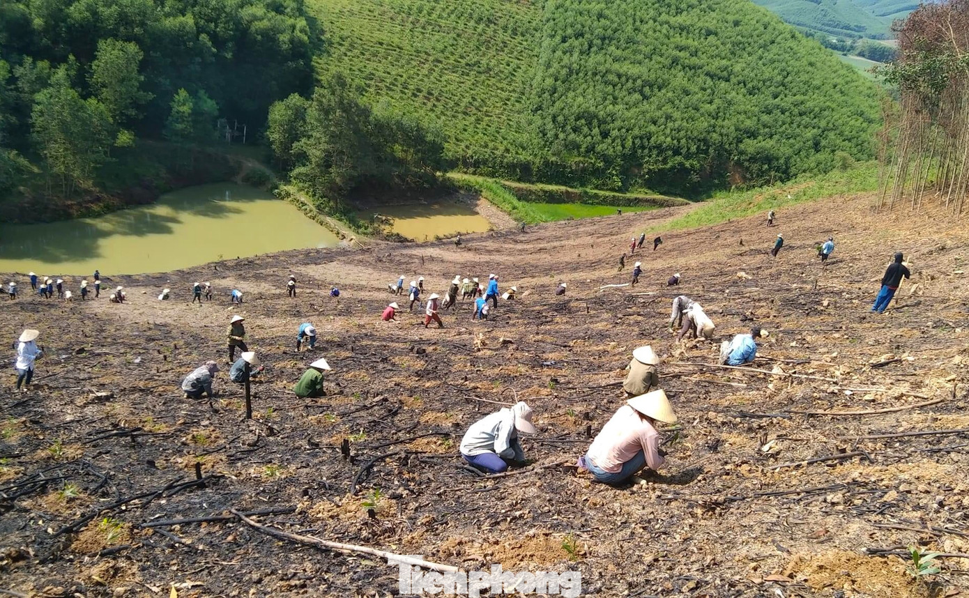 Theo đó, những ngày qua, các đoàn viên thanh niên Chi đoàn Hùng Thành (xã Thành Sơn) cùng các hội viên hội phụ nữ đã đến trồng giúp cây trên cánh rừng keo của gia đình anh Lương Văn Hoan (nguyên thôn phó, nguyên Bí thư chi đoàn thôn Hùng Thành).