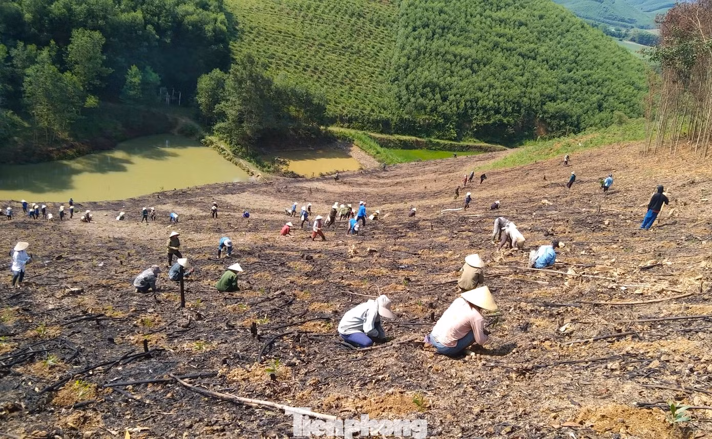 Theo đó, những ngày qua, các đoàn viên thanh niên Chi đoàn Hùng Thành (xã Thành Sơn) cùng các hội viên hội phụ nữ đã đến trồng giúp cây trên cánh rừng keo của gia đình anh Lương Văn Hoan (nguyên thôn phó, nguyên Bí thư chi đoàn thôn Hùng Thành).