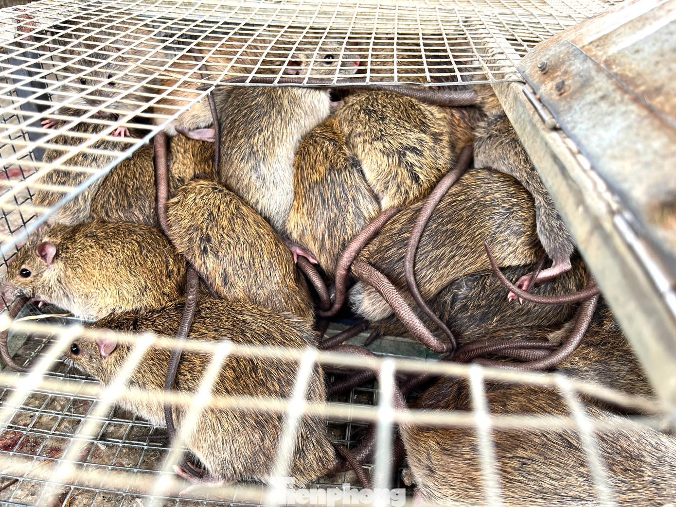 “Chuột đồng ở Yên Thành nổi tiếng vì béo và thơm ngon. Cứ sau đợt gặt lúa vụ mùa, chuột lại nhiều. Người dân ở xã chúng tôi lại đi khắp các cánh đồng để bắt chuột”, chị Hường nói và cho hay, nhờ việc bắt chuột, vợ chồng chị kiếm được hơn 100 triệu đồng mỗi năm.